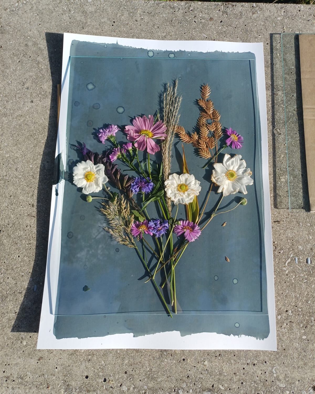 2DF mit dem Projekt #A NON-HISTORY OF PLANTS zur Ausstellung im Foto Arsenal Wien #arsenalwien #fotowien2025 #fotowien #zukunftgestalten #blumenfoto #themiraclegarden #floristikwerkstatt