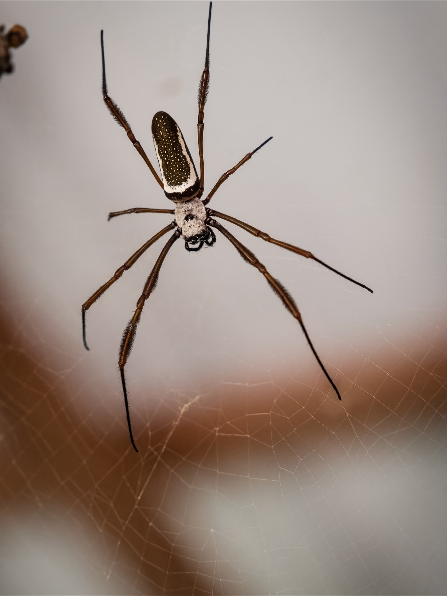 On the way to Angel Falls, we traveled by boat through the jungle in Canaima National Park 🌿. The views were amazing.. big cliffs, thick trees, and the river all around us 💦. We stopped a few times and saw some really interesting insects. The whole trip felt wild and unforgettable 😮!!#travel #traveltips #travelgoals #explore