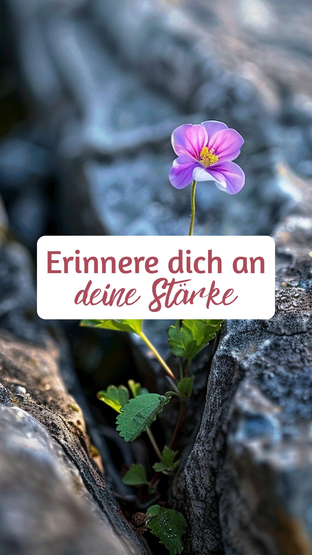 Oft glauben wir, das Leben will uns prüfen.
Dass der Schmerz uns kleinmacht oder das Licht in uns löscht. Doch in Wahrheit ist die Dunkelheit nie gegen dich. Sie ist ein Spiegel, der dir zeigt, wie stark dein Licht wirklich ist.
Heilung bedeutet nicht, dass alles hell ist. Heilung bedeutet, dass du lernst, auch im Dunkeln zu leuchten. ✨
Vertraue deinem Weg. Nichts geschieht gegen dich – alles führt dich zu dir. ?
✨ Folge mir für Impulse, die dich zurück in deine Kraft, dein Herz und dein Licht bringen.
#heilung #bewusstsein #selbstliebe #vertrauen #mut #bewusstleben #seelenweg #lichtarbeit #innererfrieden #achtsamkeit #wachstum #birgitkuntze #humanimal.healing