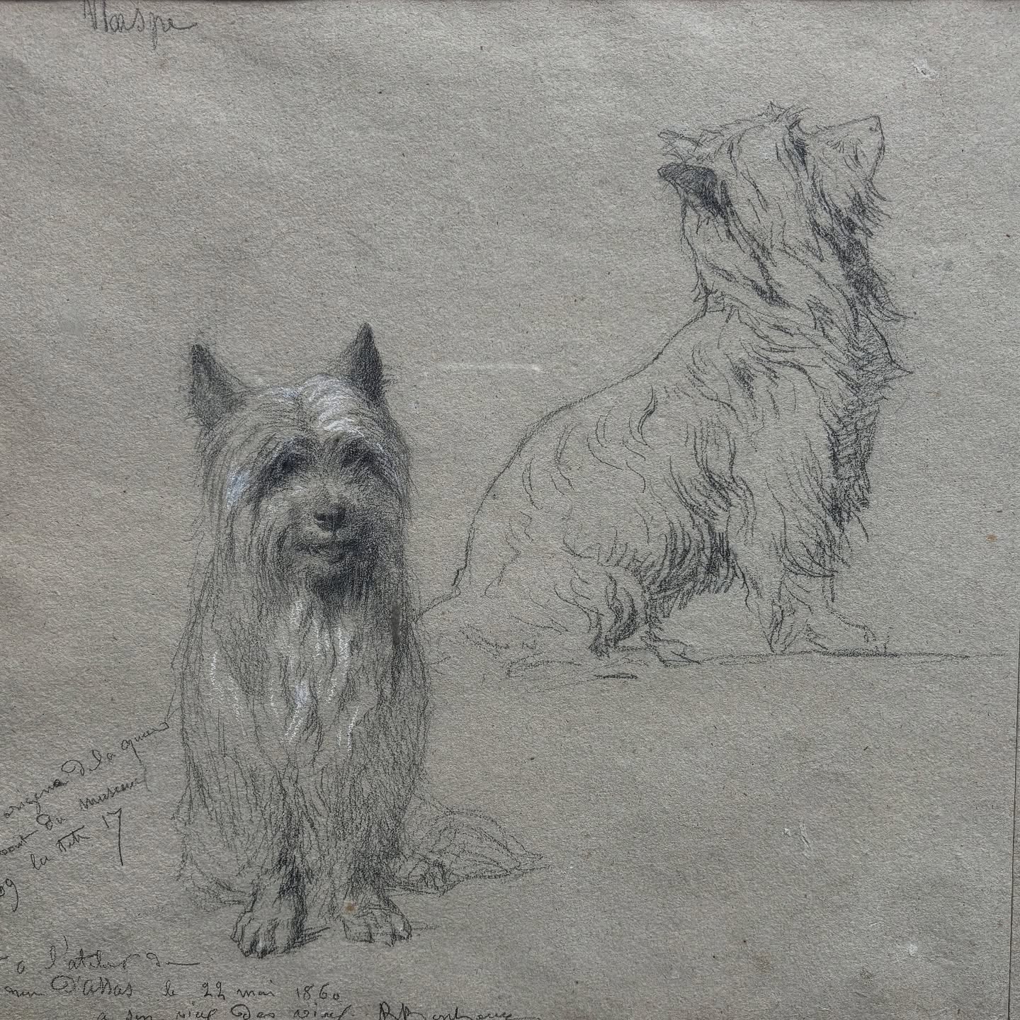 En ce moment dans la salle des études de Rosa Bonheur.
Sur deux feuilles à dessin mises bout à bout, Rosa Bonheur croque son chien de compagnie Wasp qui lui a été offert par son ami et marchand de tableaux Ernest Gambart. Ce petit skye terrier était alors très très rare ! Gambart voulait lui faire plaisir à tout prix. Rosa s’y est très attachée, et en a même fait un portrait.
Il s’agit de l’un des derniers dessins que la peintre animalière réalise dans son atelier parisien, situé à la rue d’Assas. En effet, elle annoté son dessin par la légende suivante : « le 22 mai 1860 », et elle s’installe au château en juin de la même année !
Sauriez-vous deviner d’où Rosa Bonheur a tiré le prénom de son chien ?
Œuvre acquise grâce au soutien de l’Association des Amis du Château de Rosa Bonheur.
#rosabonheur #chateaurosabonheur #museerosabonheur #wasp #ernestgambart #dessin #esquisse #drawing