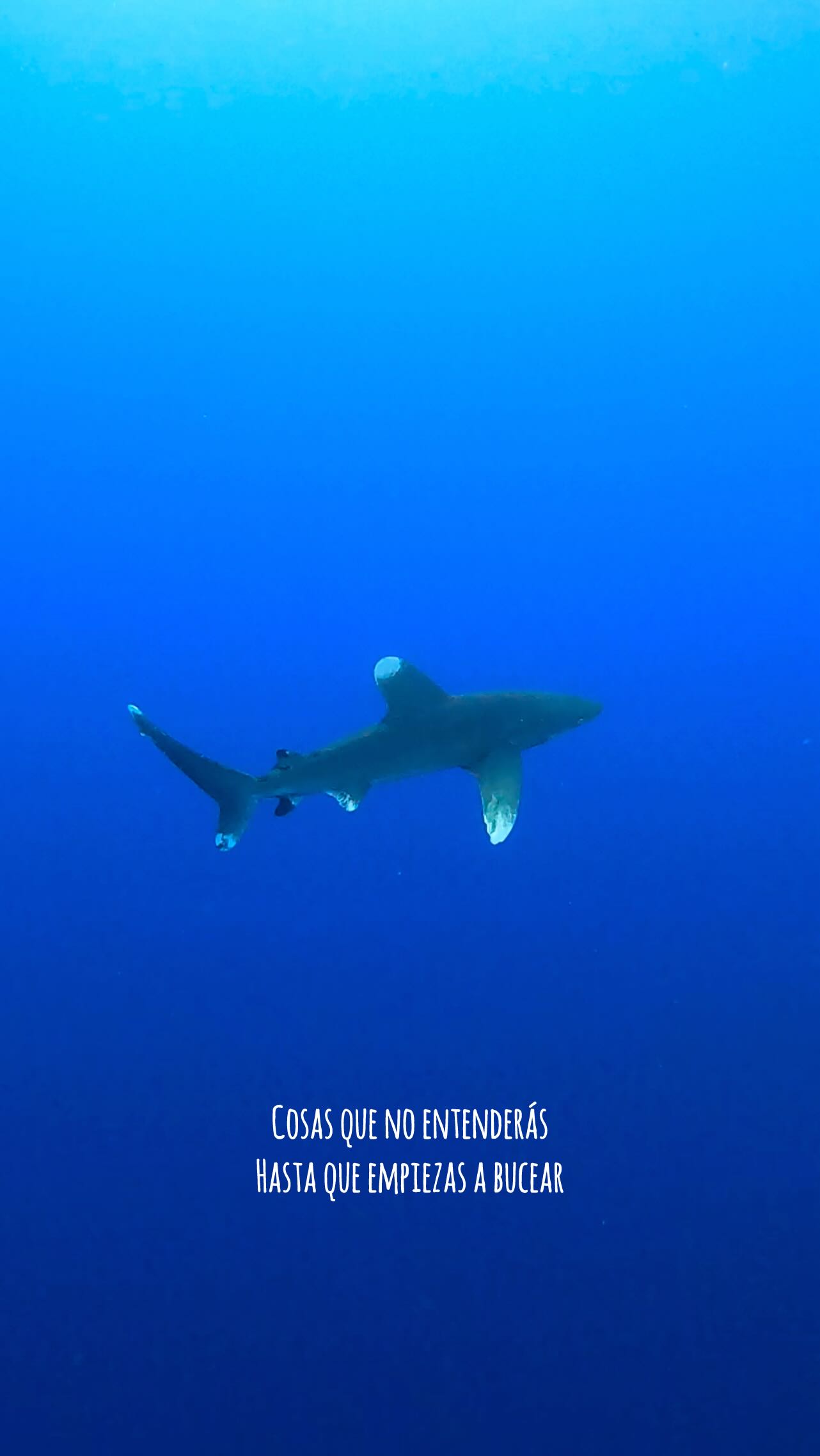 Encuentro sorpresa ??
#openwatermadrid #padi #buceomadrid #buceoespaña #marinelife #marineanimals #ocean #underwater