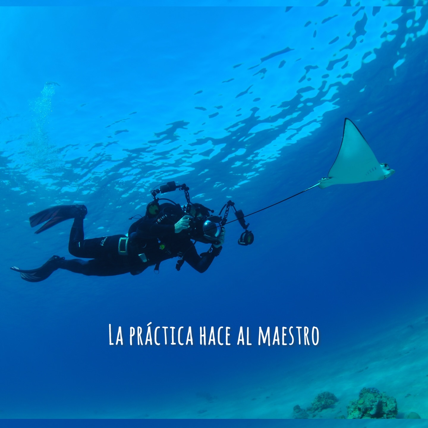 ? La práctica hace al buceador.
Porque nadie es perfecto desde el primer día.
??♀️Esto va de repetir, de coger tablas, de equivocarte alguna vez…
?La confianza, la experiencia y el control no vienen por arte de magia: vienen de horas en el agua.
?? Bucear más es el truco: cuanto más buceas, más natural, más fluido y más tuyo se vuelve todo.
#padi #openwatermadrid #buceoespaña #buceo #bucear