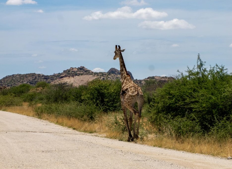 Namibia. Work and Travel - geht auch mit über 40 😀.
Erst kam die Pflicht, dann die Kür. Voller und Abwechslungsreicher hätten die 8 Tage in dem atemberaubenden Land nicht sein können.
Begonnen mit dem 401km langem MTB-Rennen @nedbankdesertdash durch die Wüste, gemeinsam mit Romy Stotz @ultraradverliebt für das @bike.magazin und Mega Support der deutschstämmigen Familie Großmann vor Ort @timmo_grossmann , weiter mit frühmorgentlicher Schreibarbeit über das Dash und an meinem Buch über meinen sommerlichen ‚European Connection Trail‘, in HaliGali mit der Familie am Nachmittag. Buschtouren, wilden Tieren, Farmen, heftigen Gewittern und vielen tollen Begegnungen.
Ich komme wieder - denn eigentlich habe ich noch gar nichts gesehen.
#namibia #desertdash #wildlife #workandtravel
