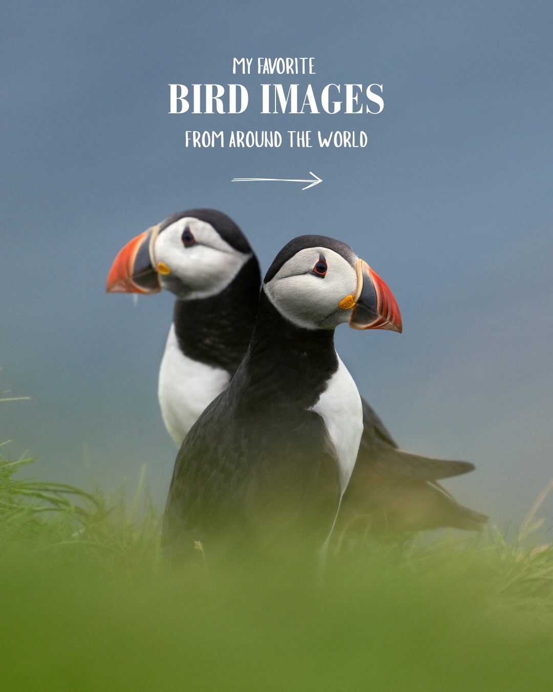 🇬🇧 Over the years, I have phot… 🇬🇧 Over the years, I have phot…