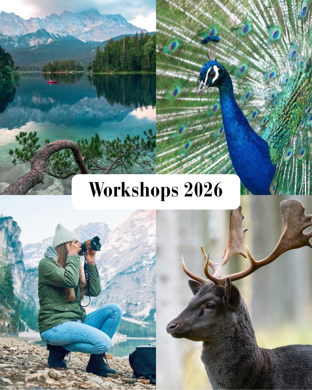 🇬🇧 This year, I am again offer… 🇬🇧 This year, I am again offer…