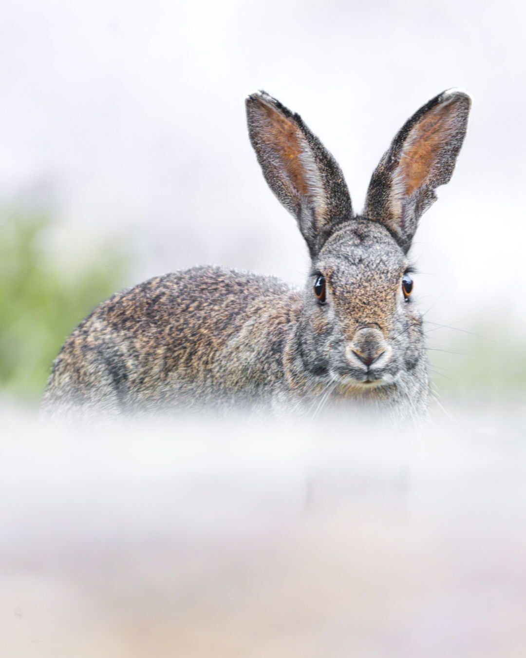 🇬🇧 While waiting in a hide in… 🇬🇧 While waiting in a hide in…