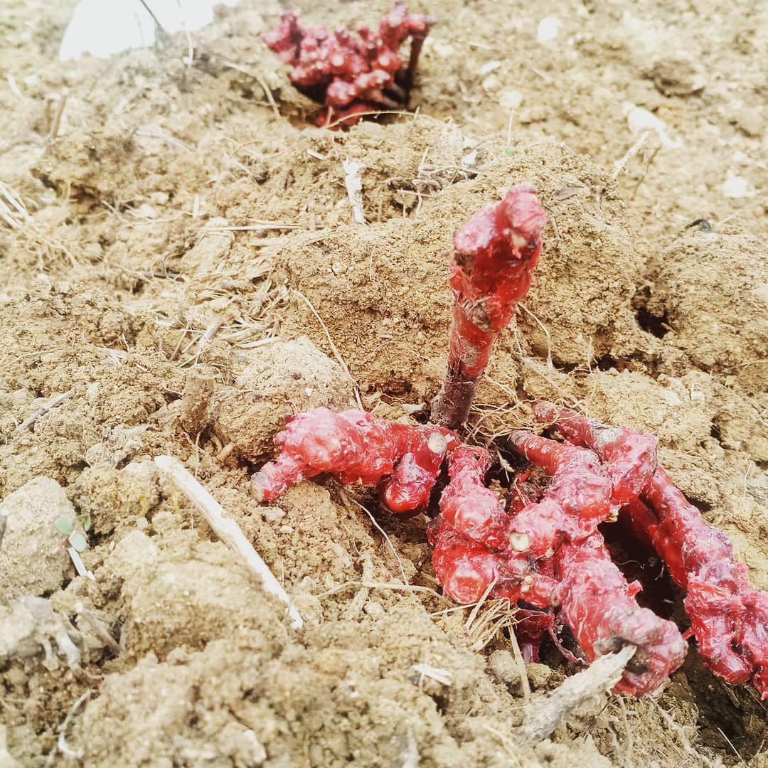 Nos plants patientent en jauge. Chantier plantations pendant l'Ascension. Du 21 au 26, toute l'équipe sera mobilisée sur les coteaux avec des viniphiles locaux qui nous donnent un coup de main. Honneur à eux par avance!❤️❤️❤️ Si certains veulent se joindre....contactez @ollivonphilippe
#nézel #vignoble #yvelines