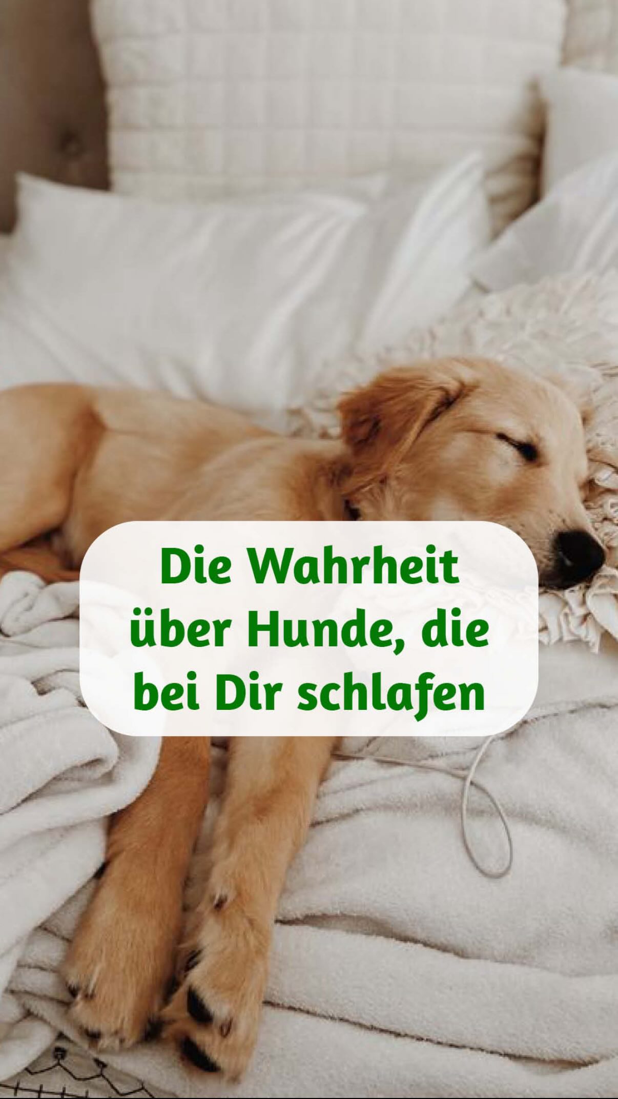 1️⃣ Wenn Dein Hund mit freigelegtem Bauch im Bett schläft, befindet er sich in seiner verletzlichsten Position.
Forscher haben herausgefunden, dass dies eine starke Ausschüttung von Oxytocin auslöst – dem gleichen Bindungshormon, das Cortisol senkt und zellulären Stress reduziert.
Hunde, die sich sicher genug fühlen, so zu schlafen, altern auf Zellebene buchstäblich langsamer.
2️⃣ Dieses Sicherheitsgefühl entsteht nicht zufällig.
Dein Hund spürt Deine Nähe, Deine Energie, Deinen Herzrhythmus.
Sein Nervensystem erkennt: Ich bin geschützt.
Und genau in diesem Zustand beginnt echte Regeneration – körperlich und energetisch.
3️⃣ Viele Hunde regulieren sich nicht nur selbst – sie regulieren auch Dich.
Durch Nähe, Berührung und gemeinsame Ruhe synchronisieren sich Eure Systeme.
Herzfrequenz, Atmung, Emotionen.
Das ist keine Einbildung.
Das ist feine, stille Kommunikation auf Seelenebene.
✨ Und genau hier beginnt Tierkommunikation.
Nicht als „Technik“, sondern als Wahrnehmung.
Als tiefes Verstehen dessen, was Dein Tier fühlt, braucht und Dir zeigt.
? In meinem kostenfreien Live-Workshop zur Tierkommunikation zeige ich Dir das ganz konkret:
Ich gehe live in Tierkommunikation, erkläre Dir Schritt für Schritt, wie das funktioniert
und wie auch Du lernen kannst, die Signale Deines Tieres bewusst wahrzunehmen.
? Kommentiere „Workshop“ und ich sende Dir alle Infos persönlich zu. ?