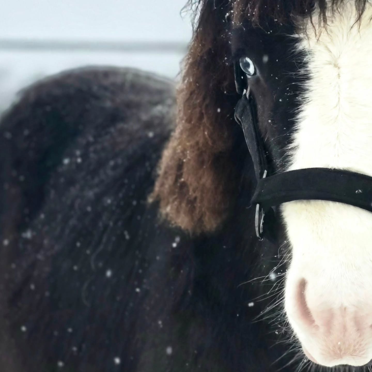 ❄️ Schneepause ❄️
Aktuell schneit es ja wirklich mehr als in den letzten 20 Jahren. Die Ponys genießen das kühle Wetter, während das Ponyreiten aus Sicherheitsgründen weiterhin pausiert ❄️
Die kleine Prímadonna von @islandpferde_holtdorftal hat währenddessen ihre Berufung als Ponymodel gefunden ?✨️?
Halfter: @usg_germany
#islandpferde #Schnee #iceland??