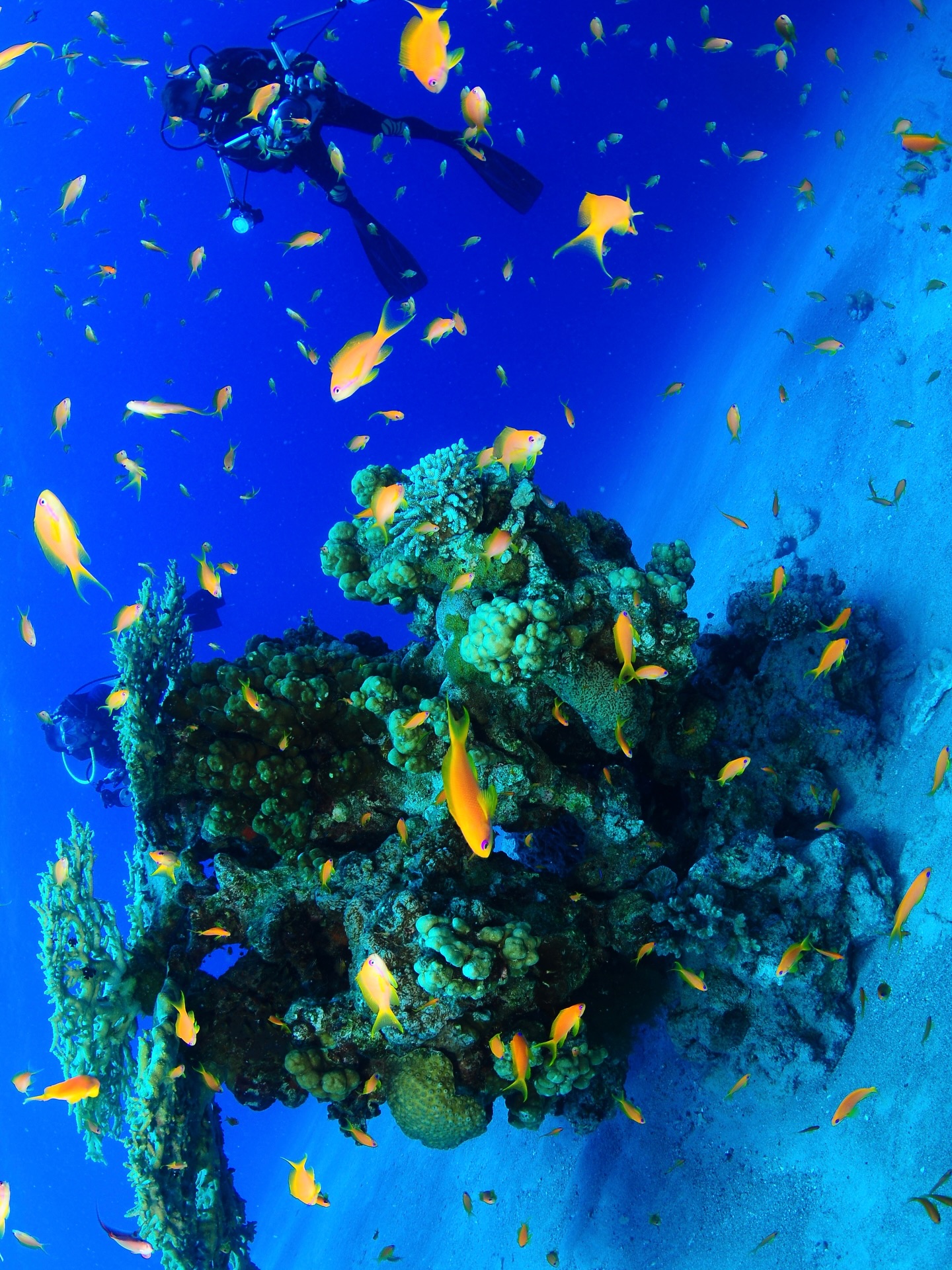 Regalos del Azul ?
#underwater #openwatermadrid #padi
