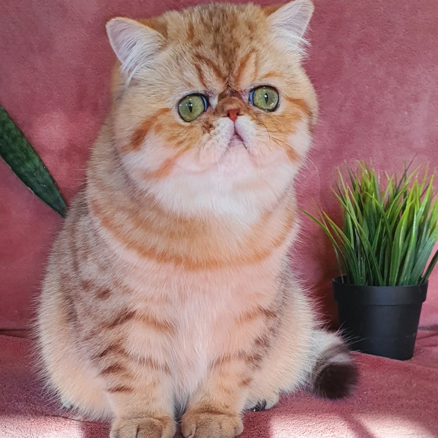 Narf Conan - golden shaded male
Father is CFA CH Narf Shiro, exotic shorthair shaded silver ( Castlegate Lovepotion # 9 x Nightsky's Noma)
Mother is Narf Madeira, golden exotic shorthair ( CFA CH Narf Chummy X Diehl's Mabelle )
Www.narfcattery.com
Www.facebook.com/narfcattery
#cats catsofinstagram #gatopersa gatoexotico silvershaded narfcattery exotic exotico breeder catstagram chinchillacat valencia #bluegoldenshaded greeneyes catoftheday gato