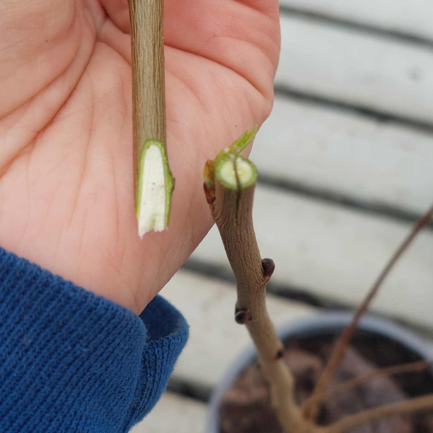 Smá ágræðslutilraun. Súlublæösp ágrædd að nöturblæasparrót ?
#solskogar #sólskógar #íslenskframleiðsla #íslensktjátakk #blæösp #trees
