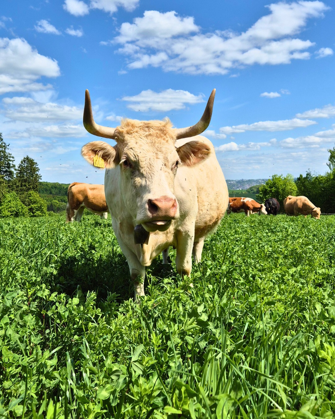 Zu unserem Hof gehören auch Tiere.
Rinder, Schweine, Legehennen und Weidehähnchen.
Wir versorgen sie täglich
und sind jeden Tag bei ihnen.
Sie bestimmen den Rhythmus unseres Hofes mit –
denn Tiere brauchen Versorgung
und Aufmerksamkeit.
Mit ihnen zu arbeiten bedeutet Verantwortung.
Für ihr Leben.
Und für die Lebensmittel, die daraus entstehen.
Authentisch. Regional.
#hofladen #landwirtschaft #regional #direktvermarktung #lahntal