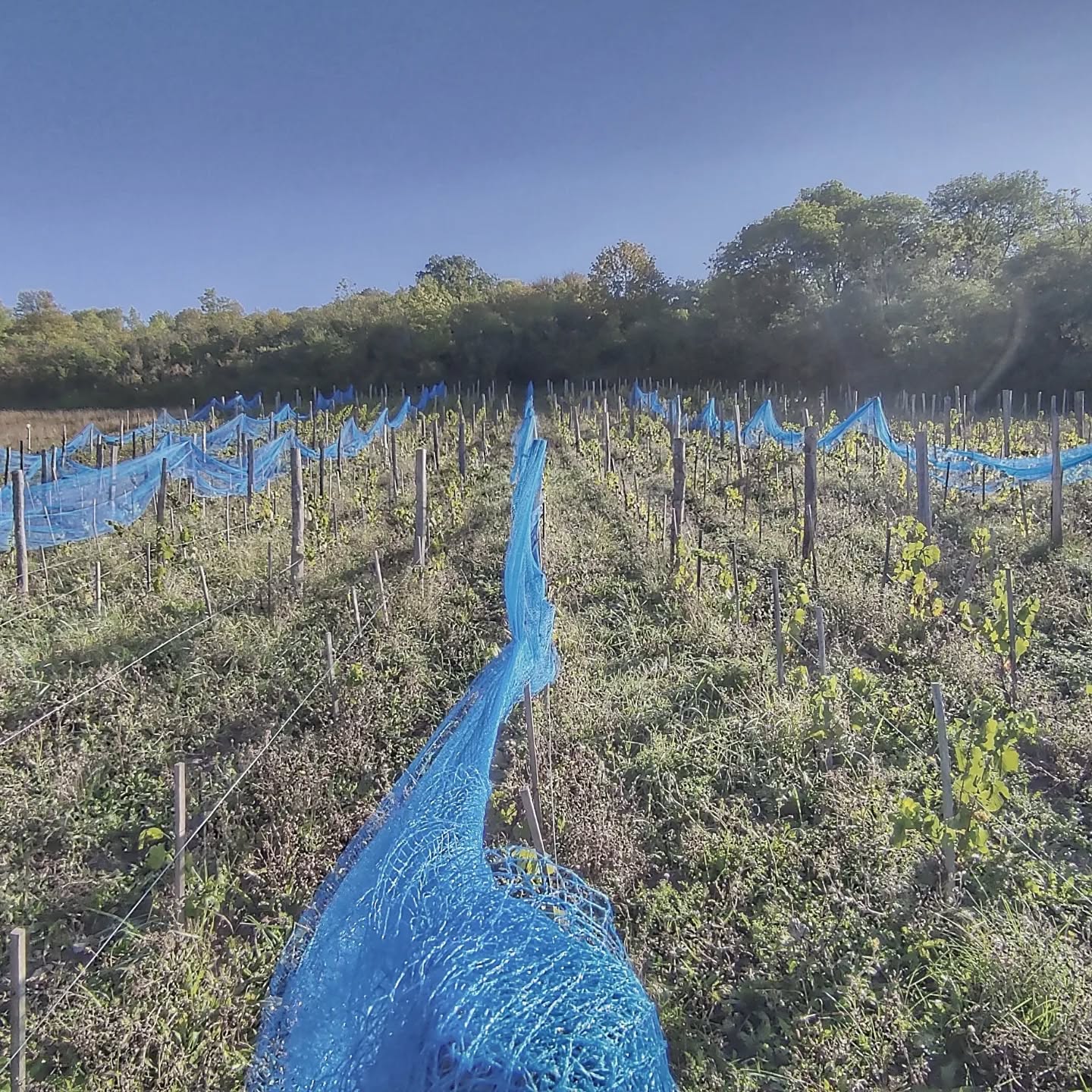 Vendanges 2023. Nézel.
Mille mercis pour l'aide des voisins et amis.