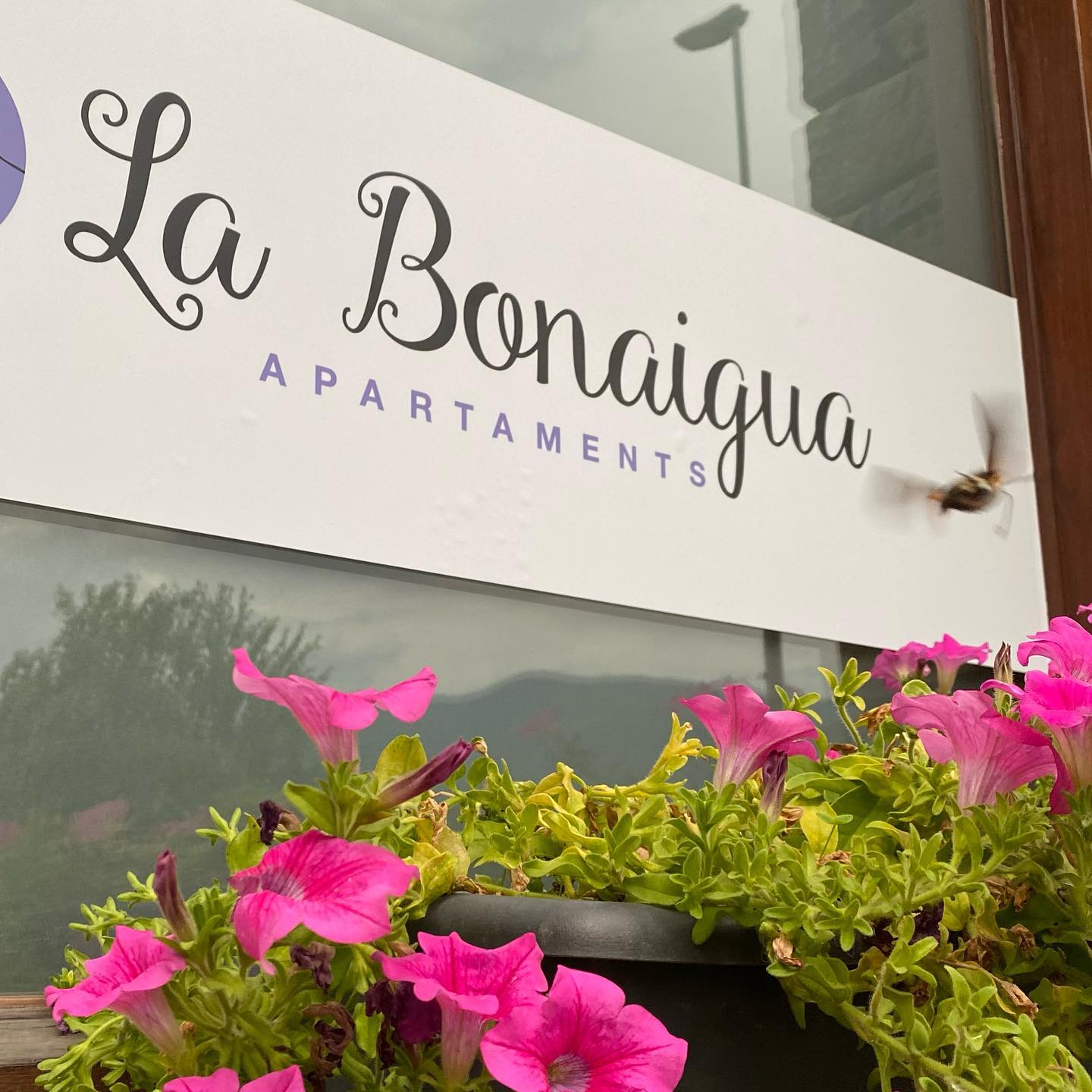 Al veí dels @apartamentsbonaigua ? també li agraden com han quedat els vidres. ?
Vinil glaçat per dins i vinil imprès per fora… una cosa maca maca de veure ?
•
•
•
#pallarssobirà #pallarsjussà #nautaran #valdaran #altaneu #esterridàneu #laguinguetadàneu #valènciadàneu #vallsdàneu #isil #llavorsí #rialp #alins #riberadecardós #tavascan #baqueiraberet #espot #portainé #sort #lapobladesegur #tremp #gerridelasal #valldecardós #vallfarrera #alins #tírvia #salardú #vielha #tredos #arties