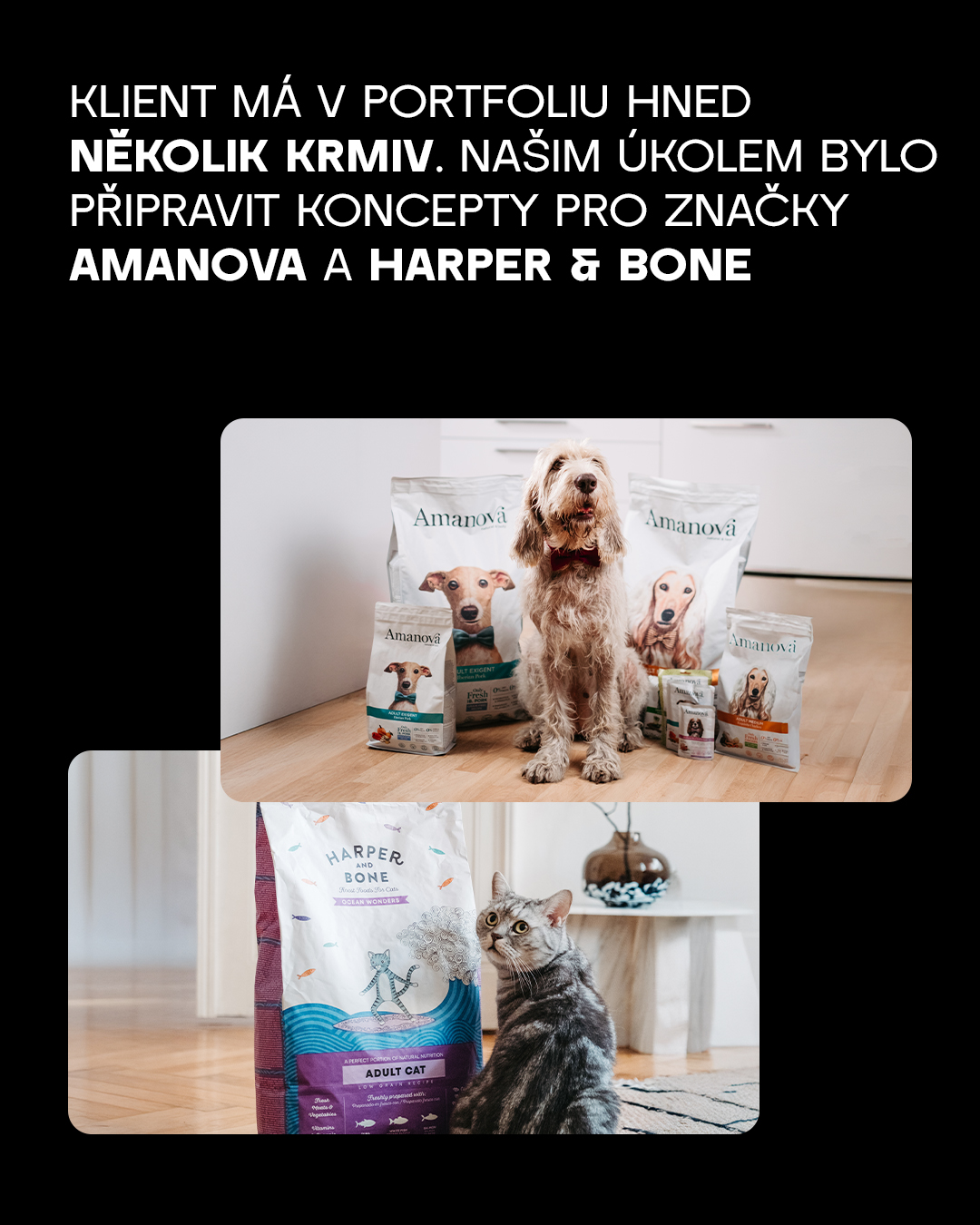 Pro 2 značky krmiv našeho klienta JUKO Petfood jsme připravili komunikační koncepty a obsah na sítě. 🐶 Přečtěte si, jak jsme k tvorbě přistoupili a jak probíhal produkční den s chlupatými modely. 👆
📌 Celou case study najdete na našem webu. Odkaz v biu.