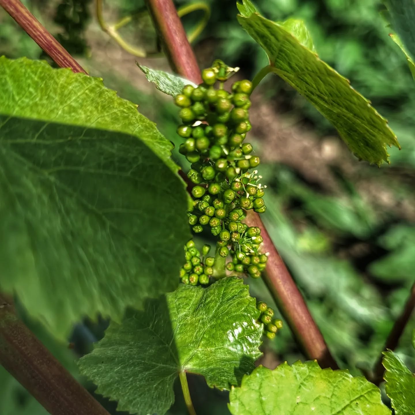 #chardonnay #vignoblefrancilien #yvelines #nézel
