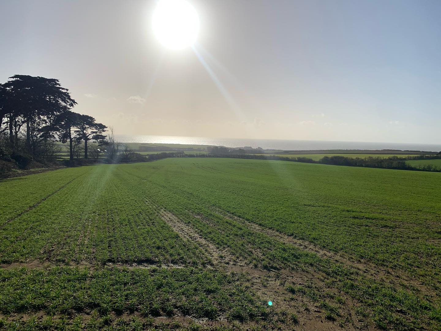 Busy week checking round crops after the 9 inches of rain we have had in the past three weeks! The soil is walking surprisingly well and on the whole crops look excellent. A bit to advanced if anything down to the mild weather! Came across a different type of crop on the my travels too! #swoodleycropservices #agronomy #southernengland