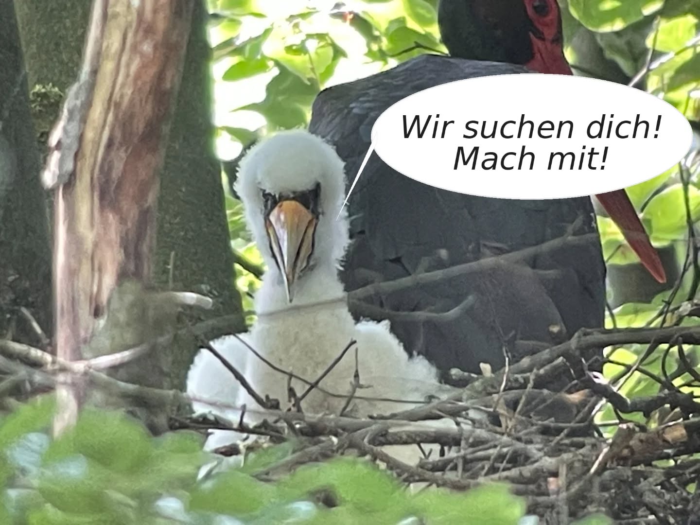 ? WippNatur & WipperKids – Deine Natur braucht dich!
Die Natur rund um Wipperfürth, Marienheide und Hückeswagen ist unser Rückzugsort und Abenteuerraum. Doch sie ist bedroht: Wälder trocknen aus, Arten verschwinden, Lebensräume gehen verloren. Wenn wir wollen, dass unsere Region lebendig bleibt, müssen wir JETZT handeln.
Deshalb starten wir WippNatur und die WipperKids neu – moderner, sichtbarer und zum Mitmachen.
WippNatur:
WippNatur richtet sich an alle Generationen. Unsere Aktionen sind vielfältig z. B.:
? Biotope pflegen und Lebensräume zurückholen
? Amphibien schützen und Kröten sicher über die Straße bringen
? Müllsammelaktionen für saubere Wege und Gewässer
WipperKids:
Für Kinder von 6 bis 12 Jahren, die draußen etwas erleben und mehr über Natur wissen wollen:
? Spuren lesen und Tiere entdecken
? Pflanzen kennenlernen und Wildniswissen sammeln
? Nistkästen bauen, Fledermäuse hören, Wälder erforschen
Damit WippNatur und die WipperKids wieder wachsen können, brauchen wir Menschen, die Lust haben, sich einzubringen:
? Kids von 6–12 Jahren, die Natur entdecken wollen
? Engagierte Gruppenleitungen für die WipperKids
? Naturfreunde jeden Alters, die draußen aktiv werden wollen oder ihr Wissen teilen möchten
Was du bekommst:
Gemeinschaft. Erfahrung im Naturschutz. Umweltbildung.
Und das Gefühl, etwas Sinnvolles zu tun – für die Natur, für andere, für dich.
Infoabend: 24. Juni 2026
Mit Ideen, Plänen und vielen Möglichkeiten
? Kontakt: Michael Schmitz
✉️ Anmeldung: info@bergischer-naturschutzverein.de
Hinter diesem Neustart steht der Rheinisch-Bergische Naturschutzverein (RBN). Mehr Infos zum RBN gibt’s hier: https://bergischer-naturschutzverein.de
Foto: Michael Schmitz
#naturerleben #umweltschutz #naturliebe #naturschutz #umweltbildung