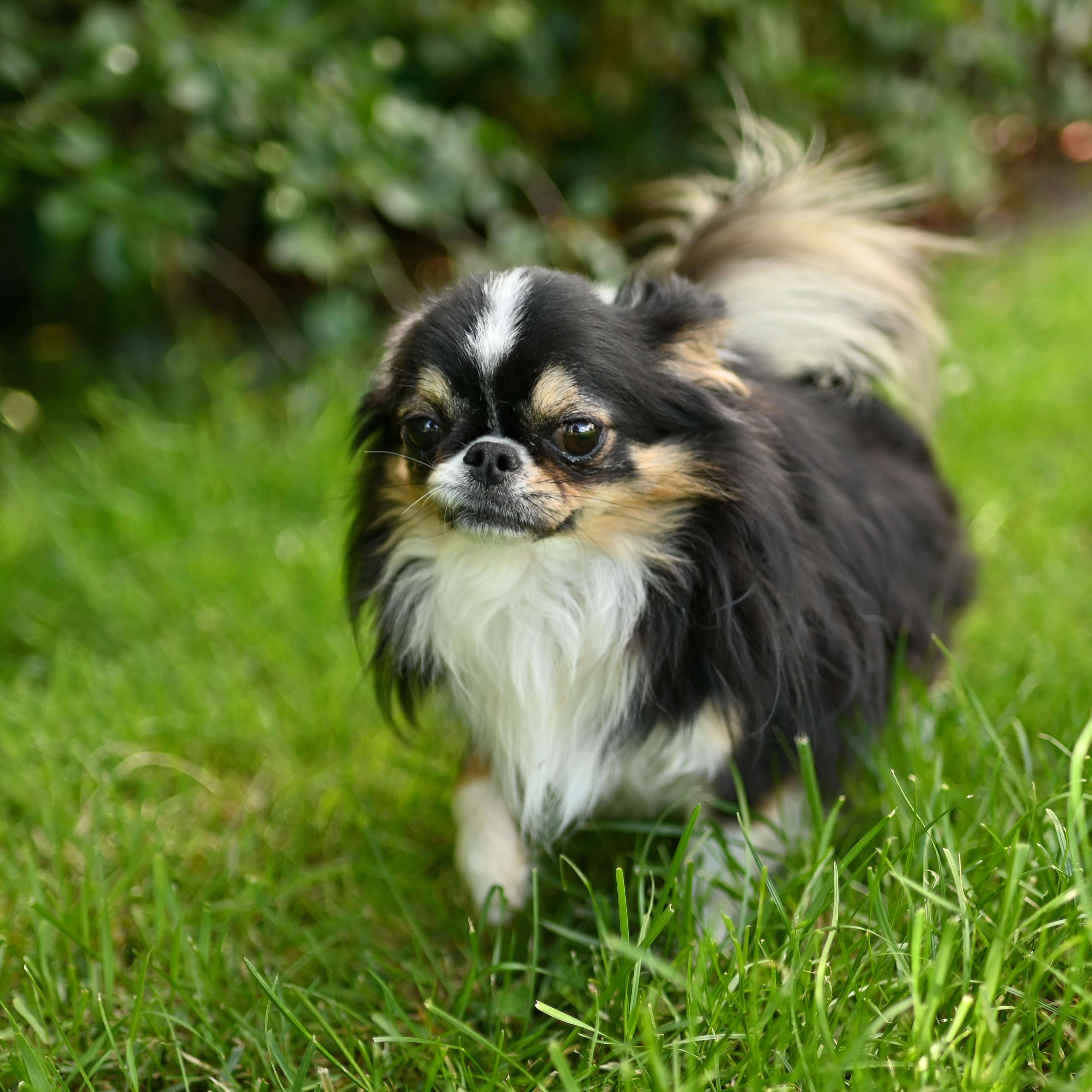 📸 Carrousel photo de nos chihuahuas adultes ✨🐶De véritables petites stars sur pattes 💛
Lors de ce shooting, ils ont encore montré à quel point ils sont magnifiques, élégants et pleins de charisme 😍Chacun avec sa personnalité, son regard et son charme… impossible de ne pas craquer devant eux 🥰#Chihuahua #ChihuahuaLove #ElevageChihuahua #ChihuahuaLife #ChihuahuaMiniature