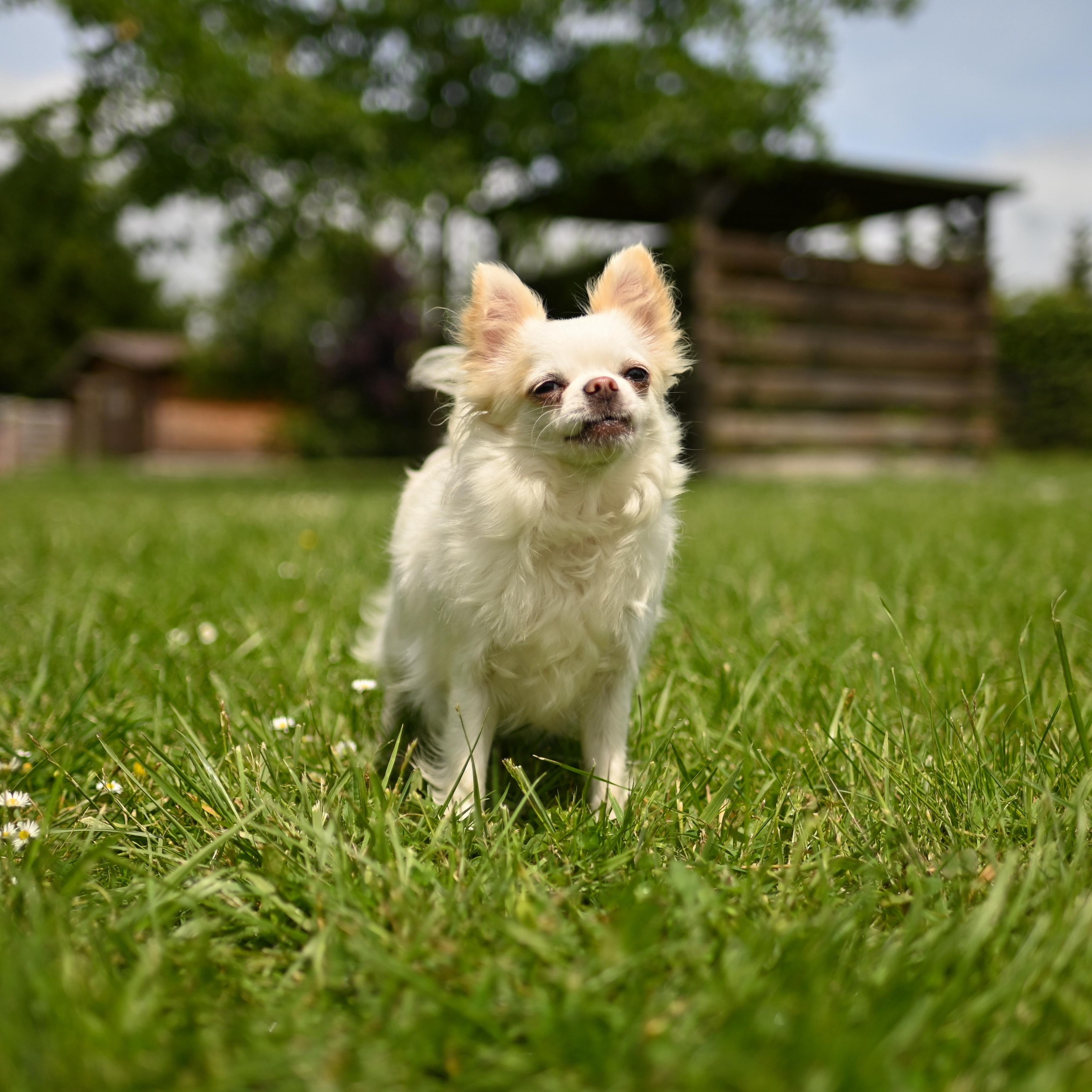 📸 Carrousel photo de nos chihuahuas adultes ✨🐶De véritables petites stars sur pattes 💛
Lors de ce shooting, ils ont encore montré à quel point ils sont magnifiques, élégants et pleins de charisme 😍Chacun avec sa personnalité, son regard et son charme… impossible de ne pas craquer devant eux 🥰#Chihuahua #ChihuahuaLove #ElevageChihuahua #ChihuahuaLife #ChihuahuaMiniature