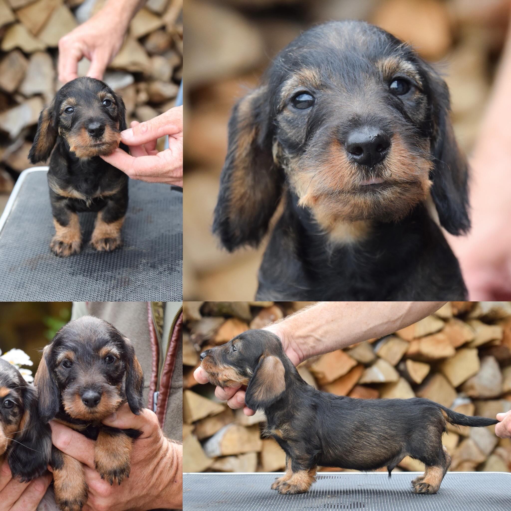 7 weekjes, wildkleur en een heerlijk kop🤩
“UPPERTENN vd Hoefstal”
#ruwharigedwergteckel #dwergteckelsoninstagram #hoefstal #hoefstalteckels #laanhoeve