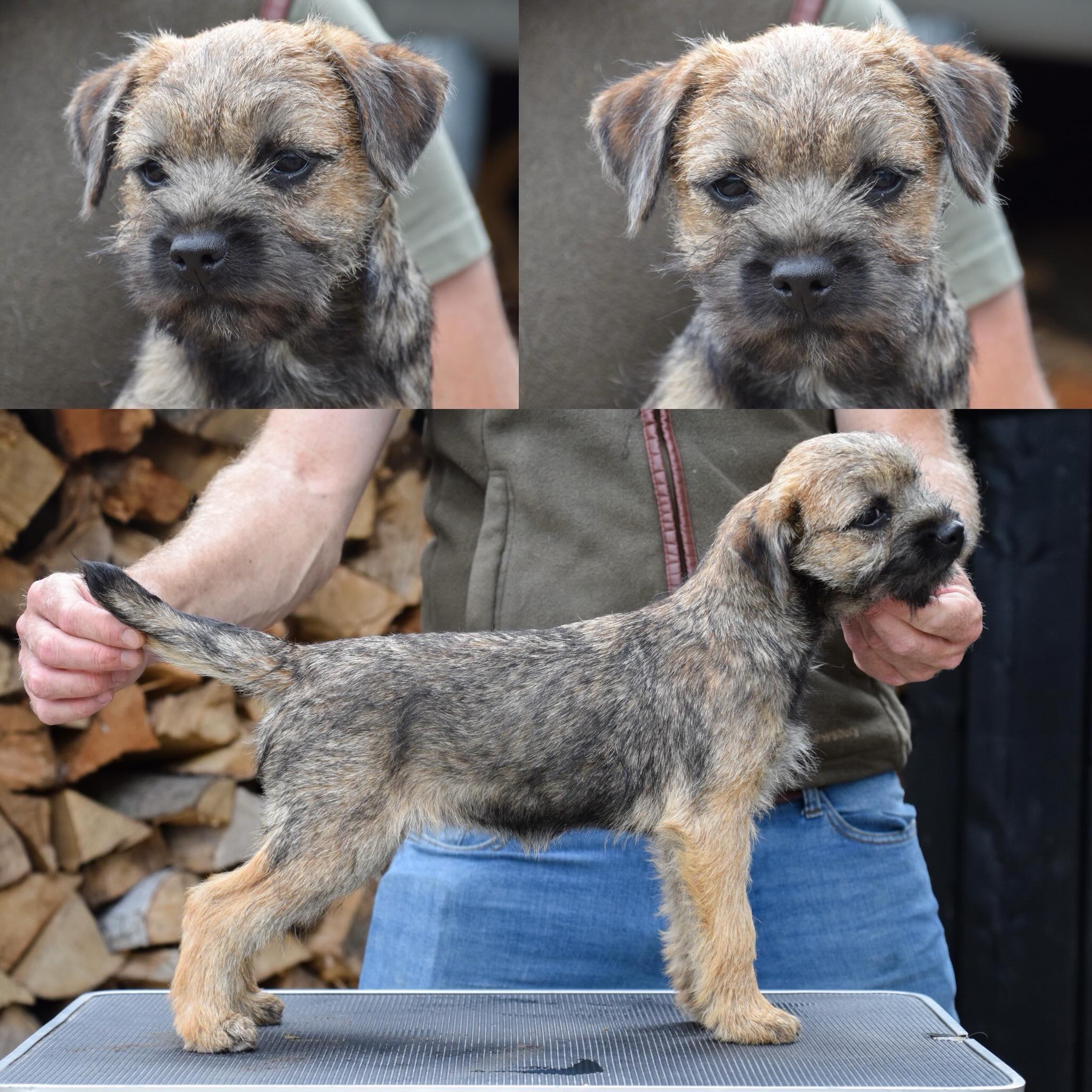 Nu keer 1 hoog op de benen 😅
“PETERBOROUGH vd Hoefstal”
#borderterrier #borderterrierpuppy #laanhoeve #nederlandseborderterrierclub #verantwoordgefokt
