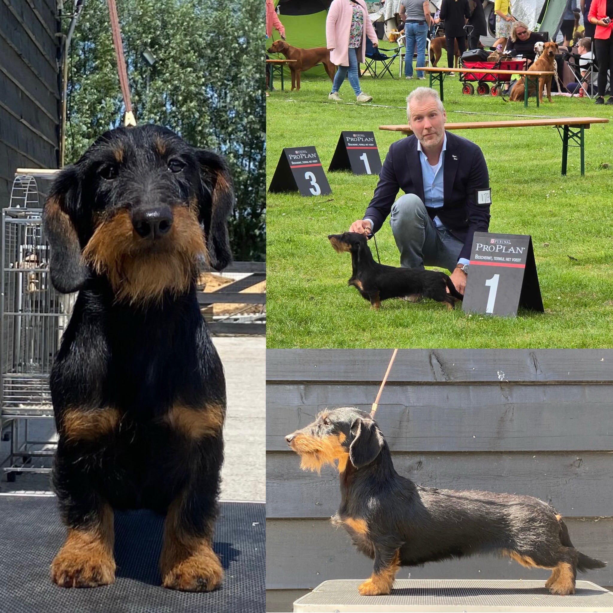 Trots op onze “Irma vd Hoefstal” die vandaag Nederlands kampioen is geworden…
Dat is zeker met haar black en tan kleur een prestatie op zich 🥳 #hoefstal #hoefstalteckels #laanhoeve #nederlandseteckelclub #raadvanbeheer