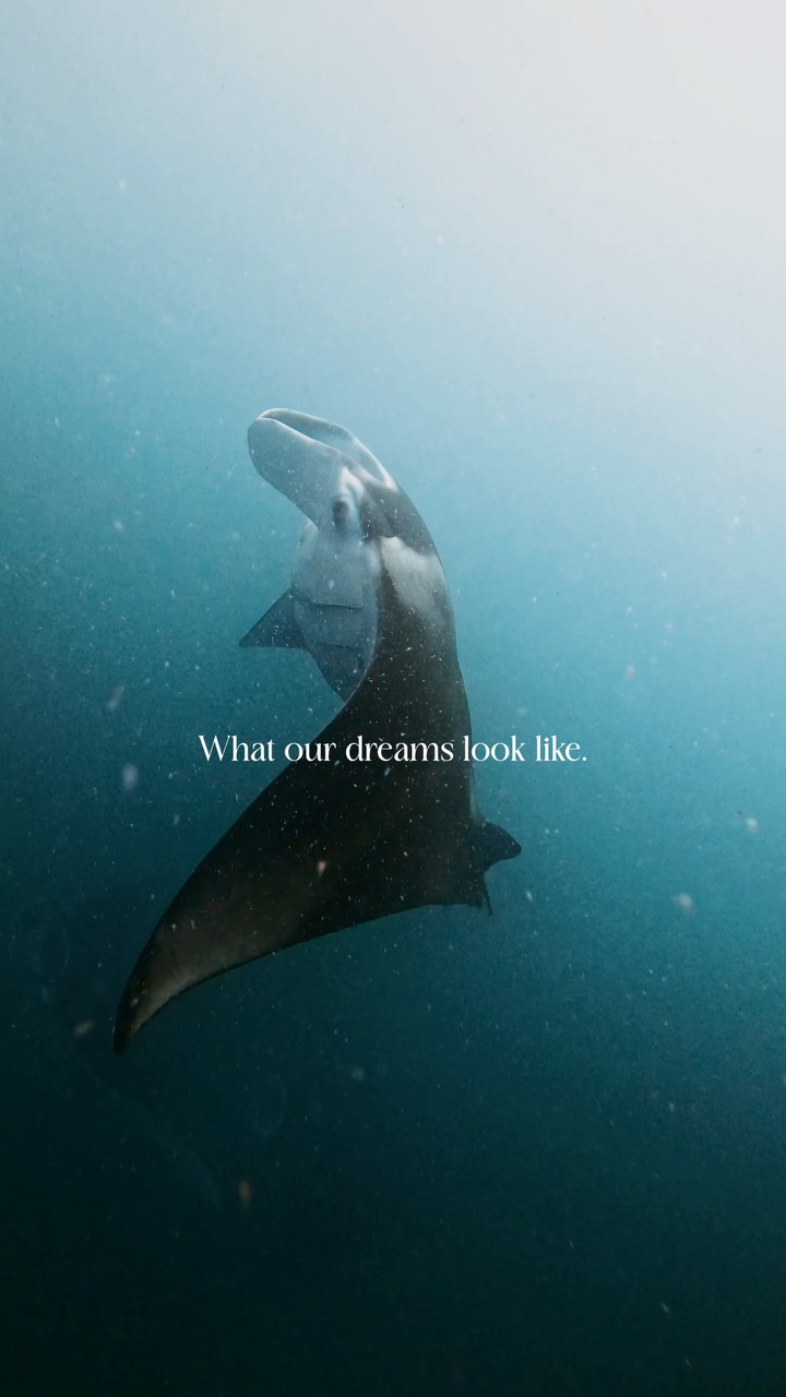 Dreaming of swimming with Manta Rays always ♾️•@reethifaru , Maldives 🇲🇻#manta #mant....