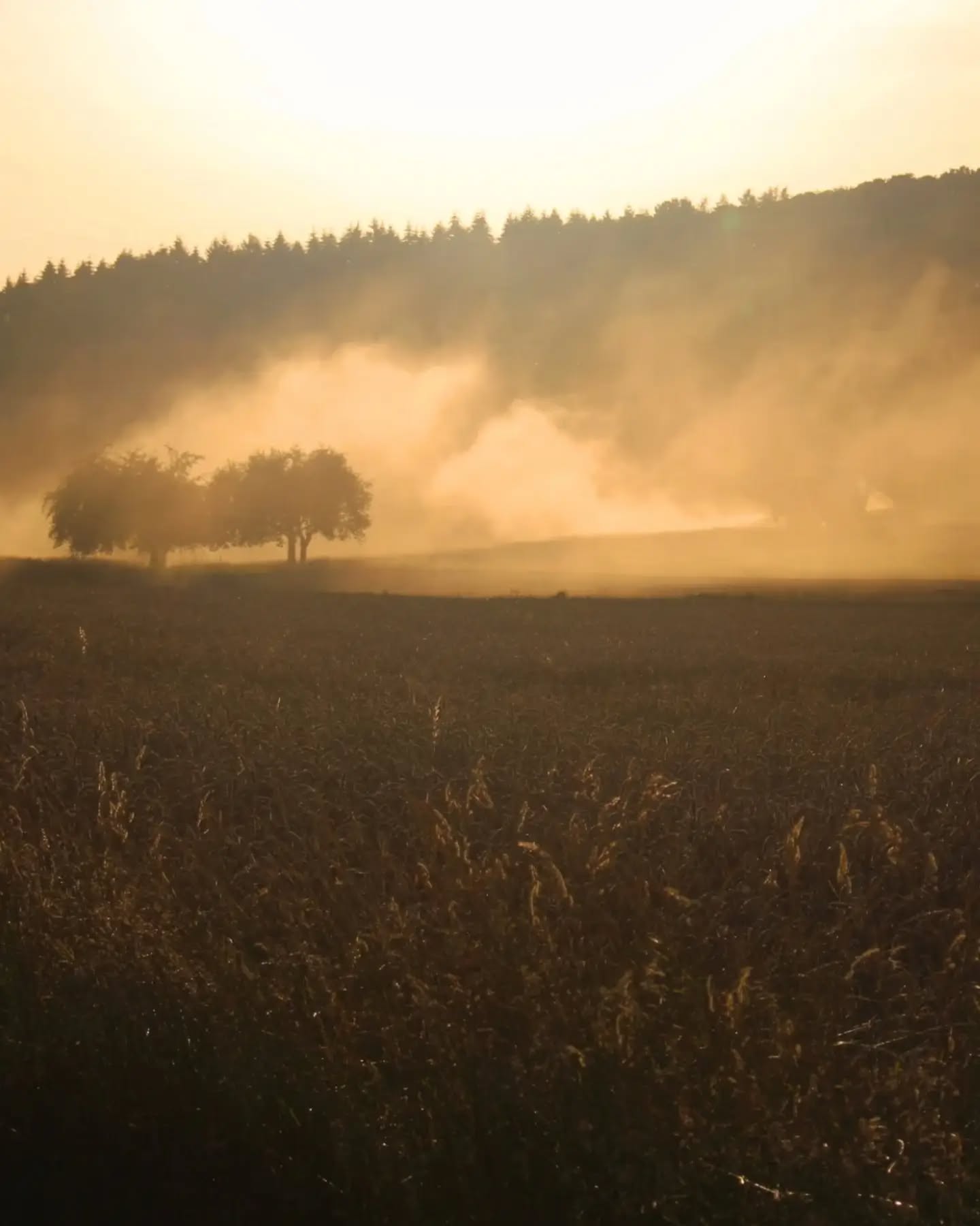 Es gibt Wochen im Jahr, da sind die Tage besonders lang.
Nicht, weil die Sonne länger scheint.
Sondern weil wir sie länger nutzen.
Müde? Ja.
Anstrengend? Auch.
Und trotzdem gibt es Abende, die wir gegen nichts tauschen würden.
Während viele den Sommer mit Freibad oder einem Eis verbinden, riecht er für uns nach Staub, Stroh und warmem Getreide.