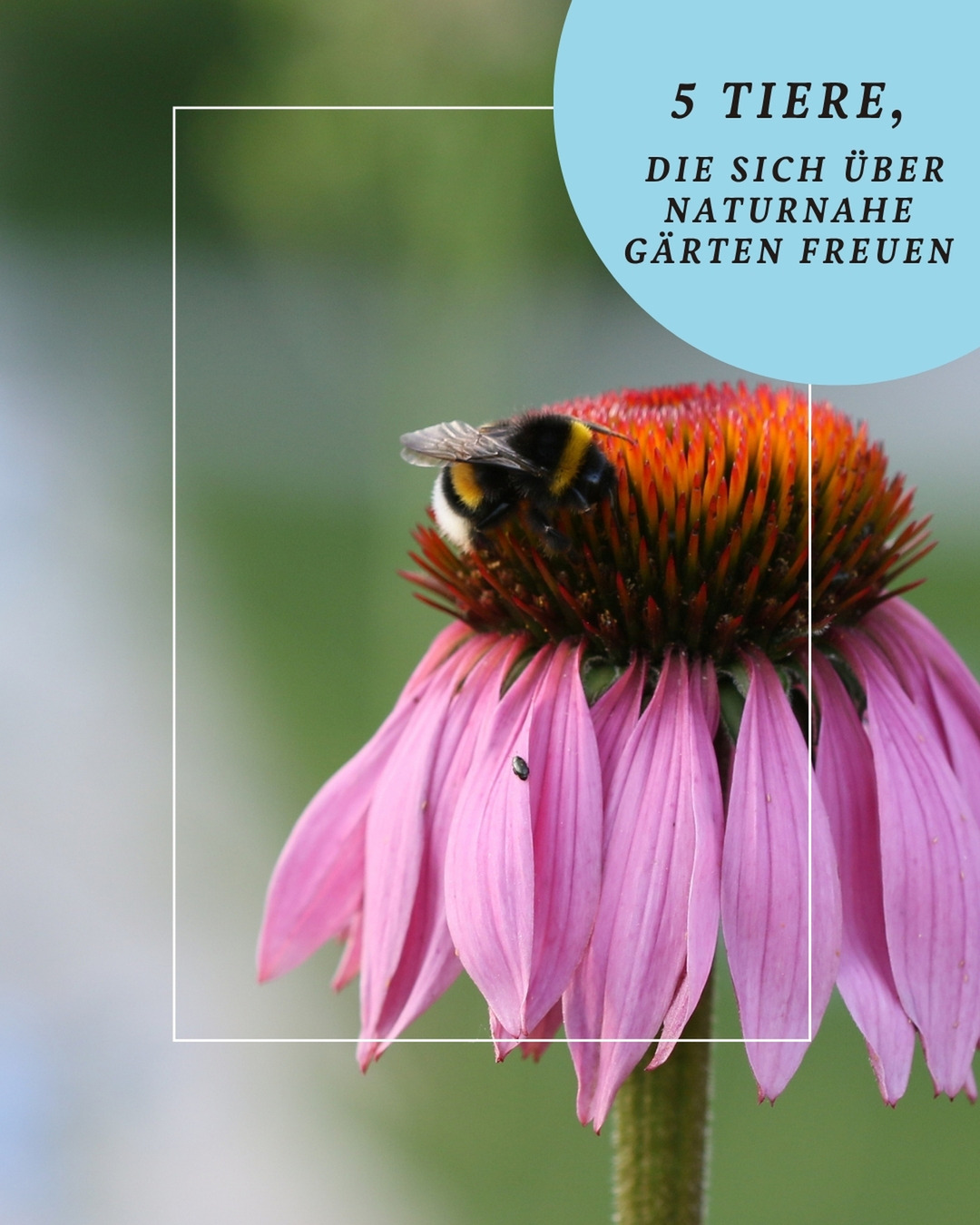 Ein Garten ist am schönsten, wenn man ihn nicht alleine genießt. 🐝🦋
Wenn Bienen von Blüte zu Blüte fliegen. Wenn Schmetterlinge durch die Pflanzungen tanzen. Wenn plötzlich ein Igel seinen Weg durch den Garten findet.
Genau das passiert, wenn Gärten nicht nur für Menschen, sondern auch für die Natur gestaltet werden.
Und das Beste daran:
Davon profitieren am Ende alle.
Welche tierischen Besucher entdeckt ihr am häufigsten in eurem Garten? 🌿
#gaertnervoneden #naturnahergarten #artenvielfalt #gartenleben #biodiversität