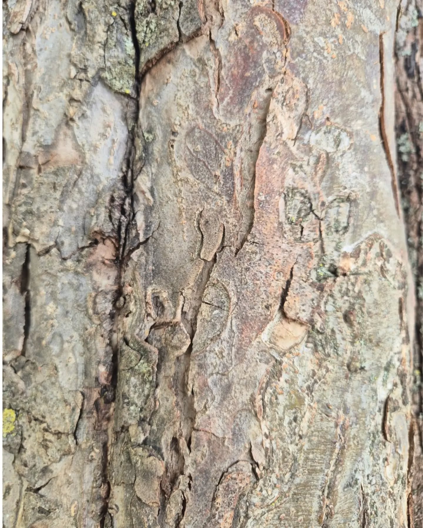 Erntedank dort, wo Ernte entsteht.
Ein alter Baum.
Ein Tier, das hier lebt.
Eine Pflanze, die wächst.
Ein Stück Land, das all das trägt.
Und mittendrin: ein Platz für uns.
An Erntedank danken wir für das, was uns dieses Land gibt. Für das, was wächst und reift. Für Tiere und Pflanzen. Und für das, was zwischen all dem entsteht. Für all die Zusammenhänge, von denen wir leben und die so viel größer sind als das, was am Ende auf unserem Tisch liegt.
Deshalb tragen wir unseren Platz in diesem Jahr hinaus auf die Weide. Unter die alten Obstbäume, mitten hinein in das Leben, das dort ohnehin stattfindet.
04. Oktober
10.00 Uhr
Treffpunkt Hof Hahnenwiese
Erntedankgottesdienst der Ev. Kirchengemeinde Oberbiel-Niederbiel
#erntedank #solms