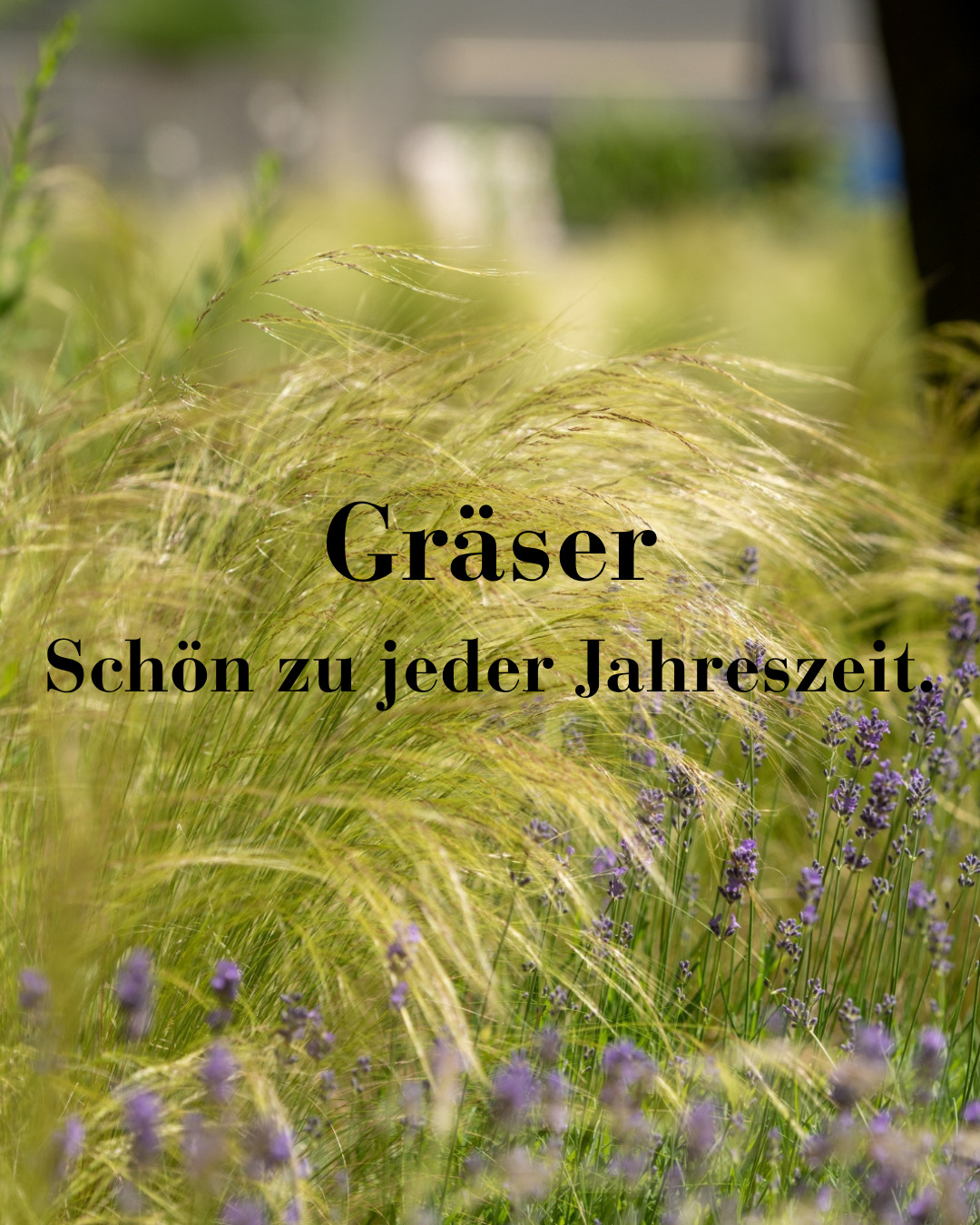 Gräser sind nicht nur Lückenfüller. 🌾
Im Sommer bringen sie Bewegung ins Beet. Doch ihre vielleicht schönste Zeit kommt erst im Herbst. Dann leuchten ihre Halme im warmen Licht. Und selbst im Winter sorgen sie mit Raureif oder Schnee für einen besonders schönen Anblick.
So bleibt die Bepflanzung spannend, auch wenn viele andere Pflanzen längst verblüht sind.
Gräser zeigen, wie schön ein Garten auch ausserhalb der klassischen Blütezeit sein kann. 🍂🌾
#ForsterGartenbauAG #GärtnervonEden #Gräser #Herbstgarten #Pflanzgestaltung