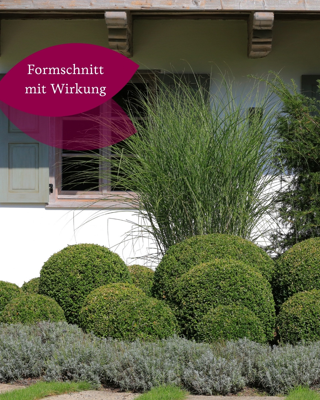 Manche Pflanzen begleiten eine Gartengestaltung. Andere werden selbst zum Statement. 🌿
Formgehölze bringen mit Kugeln, klaren Linien oder besonderen Wuchsformen Orientierung in den Garten. Und dann gibt es Pflanzen wie Bonsais, die zum besonderen Blickfang werden.
So kann schon eine einzelne Pflanze einem Garten richtig viel Charakter verleihen.
Welche Form gefällt euch am besten?
#gaertnervoneden #formgehölze #gartengestaltung #bonsai #garteninspiration