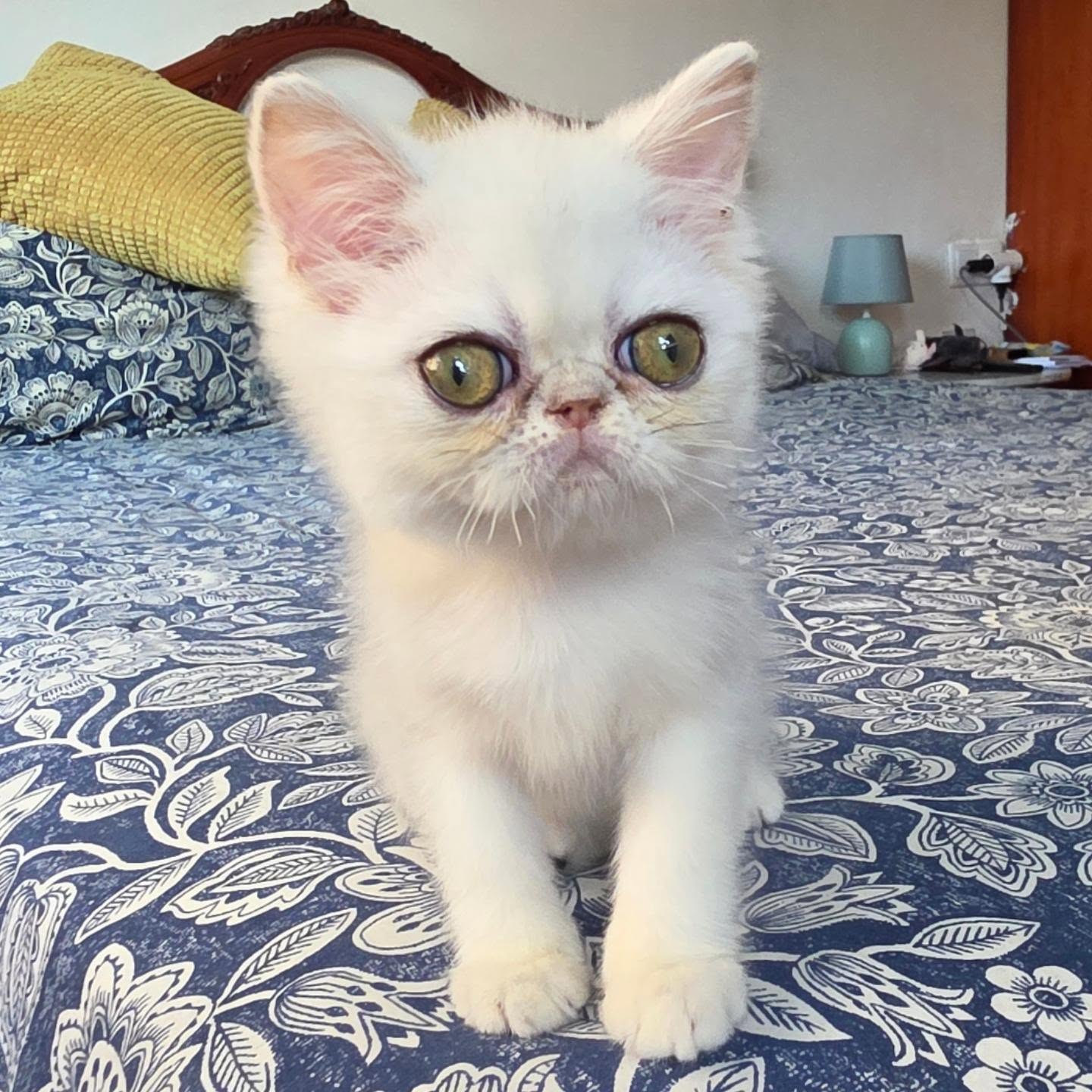 Narf Ryma, shaded silver exotic female
Parents
CFA CH Narf Shiro X Narf Ramona
Www.narfcattery.com
Www.facebook.com/narfcattery
#cats catsofinstagram #gatoexotico silvershaded narfcattery exotic exotico breeder catstagram #chinchillacat valencia greeneyes catoftheday gato