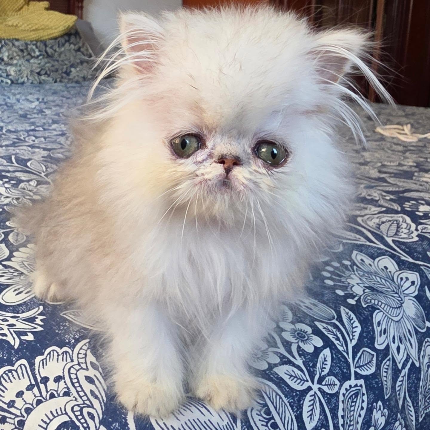 Update on this baby now named
Narf Milena, shaded silver female
Parents
CFA CH Narf Shiro X Narf Fiona
Www.narfcattery.com
Www.facebook.com/narfcattery
#cats catsofinstagram #gatoexotico silvershaded narfcattery exotic exotico breeder catstagram #chinchillacat valencia greeneyes catoftheday gato
