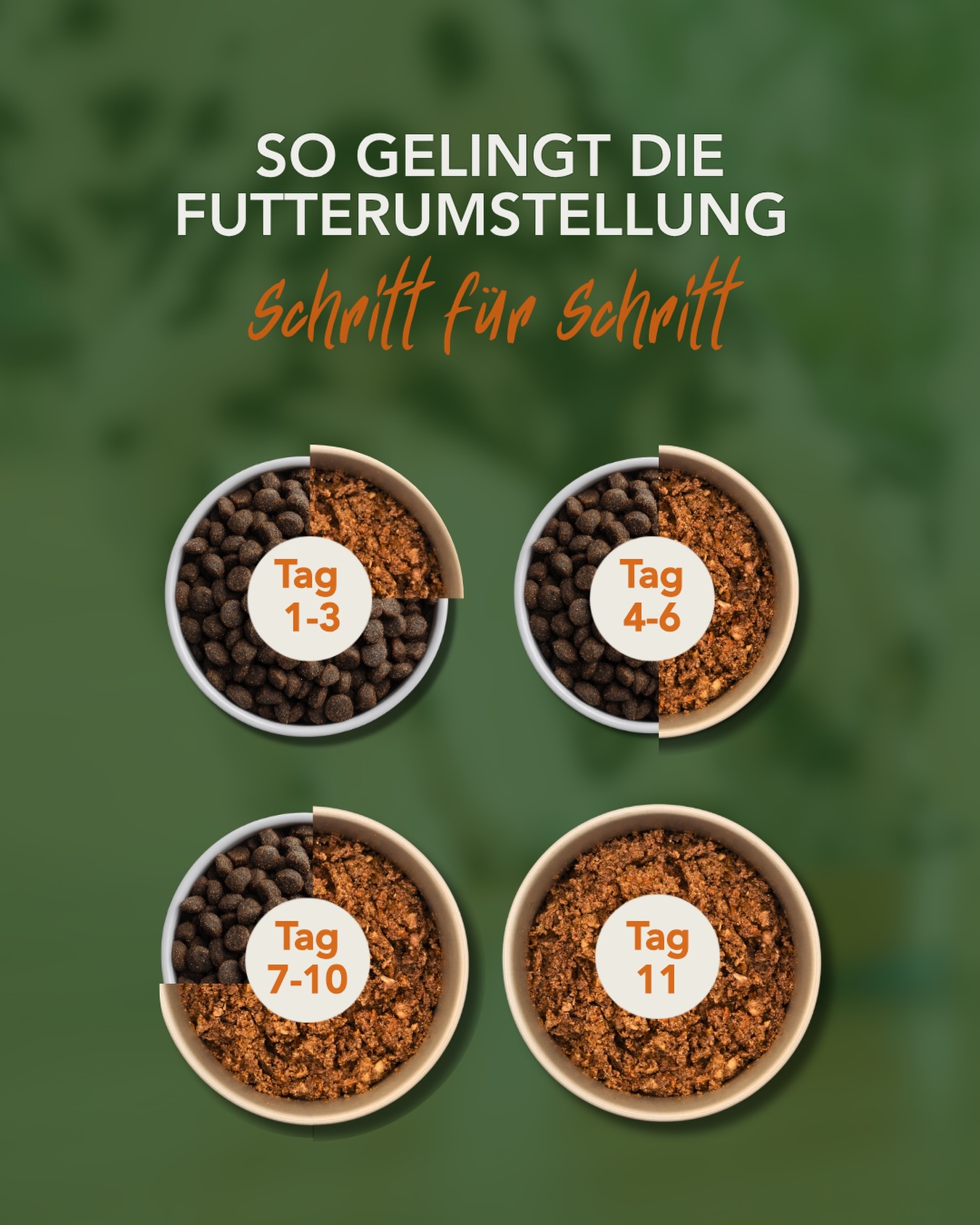 Neues Futter, aber keine Ahnung, wie ihr am besten umstellt?Bei einer Futterumstellung gilt: Schritt für Schritt statt von heute auf morgen. Das neue Futter am besten nach und nach unter das gewohnte mischen und den Anteil langsam über mehrere Tage erhöhen. So kann sich die Verdauung an die neue Zusammensetzung gewöhnen.Wie immer gilt: Jeder Hund ist individuell. Beobachtet, wie euer Hund auf die Umstellung reagiert, und passt Tempo und Menge entsprechend an. 🐶#aktivdog #hundefutter #futterumstellung
