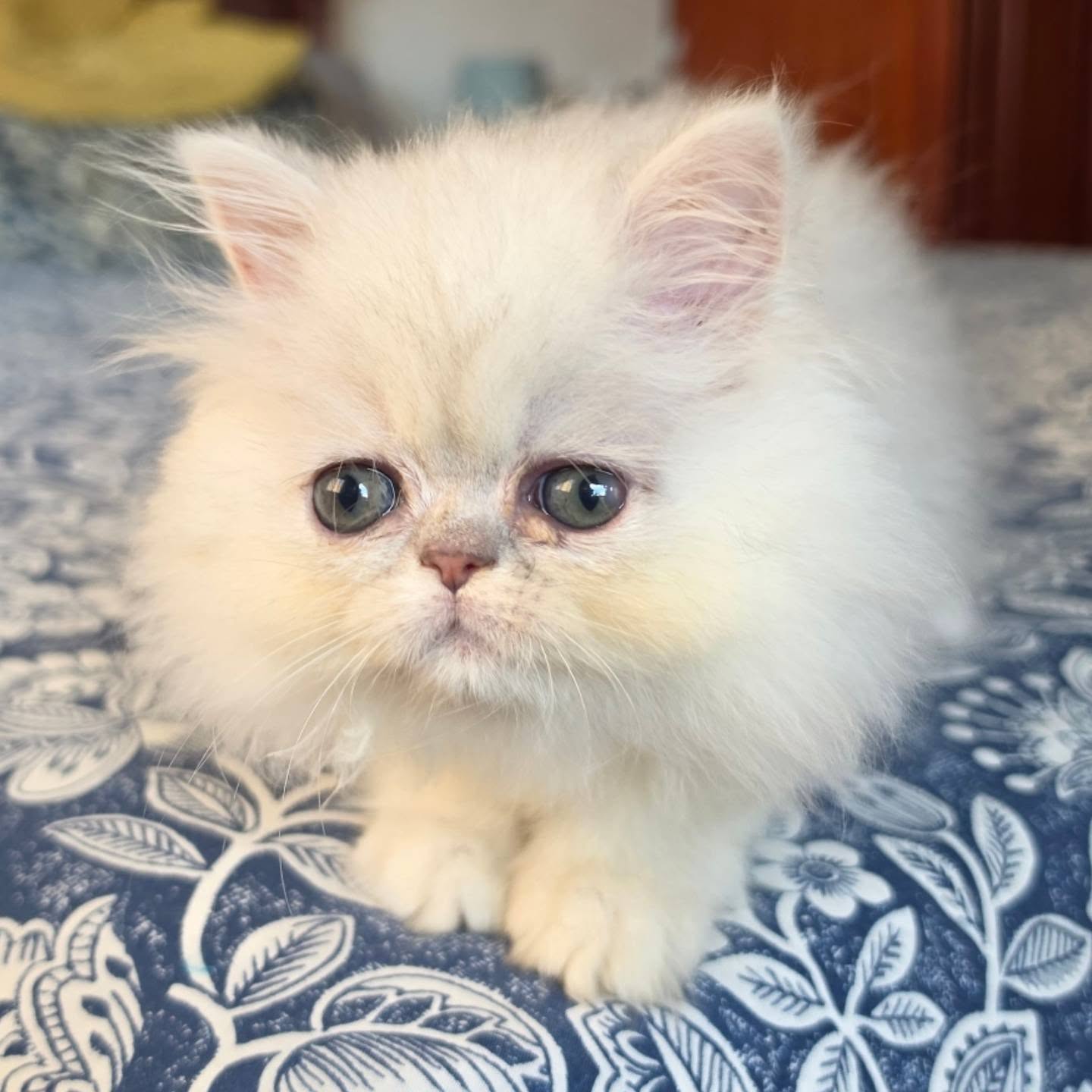 Narf Ariana, shaded silver female
Parents
CFA CH Narf Vito X Olivia de Castalla
Www.narfcattery.com
Www.facebook.com/narfcattery
#cats catsofinstagram #gatoexotico silvershaded narfcattery exotic exotico breeder catstagram #chinchillacat valencia greeneyes catoftheday gato