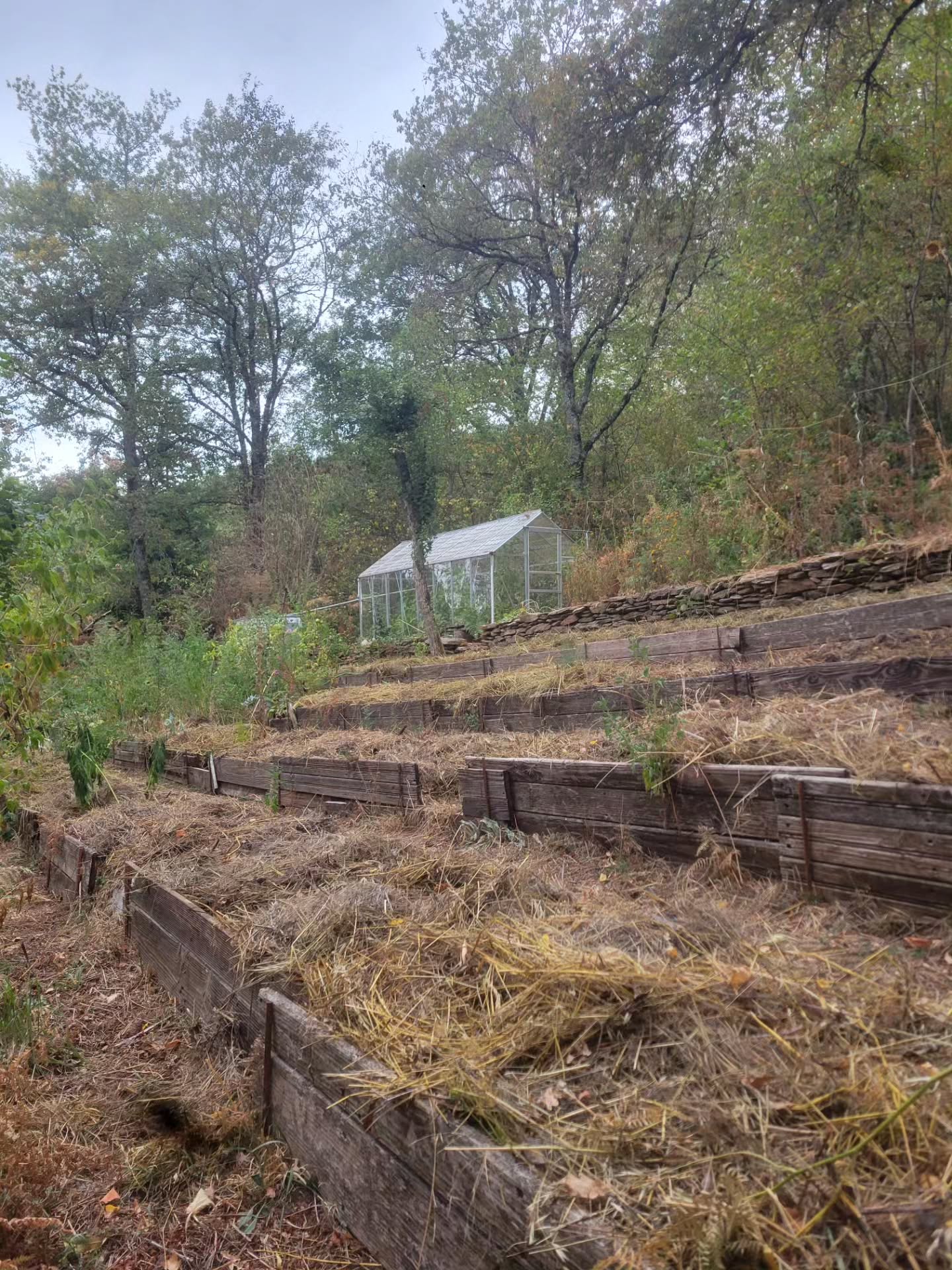 Hier, je paillais les zones du potager que je n'avais pas mis en culture cette année (les 3/4). Paillage réalisé avec des végétaux rapporté par un ami qui fait de l'entretien de jardin et le foin refusé par les brebis. 🐑
Grâce aux planches qui retiennent mes zones de culture je peux maintenenant réaliser davantage d'amendements. Avec les pluies qui se laissent toujours désirer malgré des prévisions généreuses, les matières vont pouvoir commencer à se décomposer. 🪱