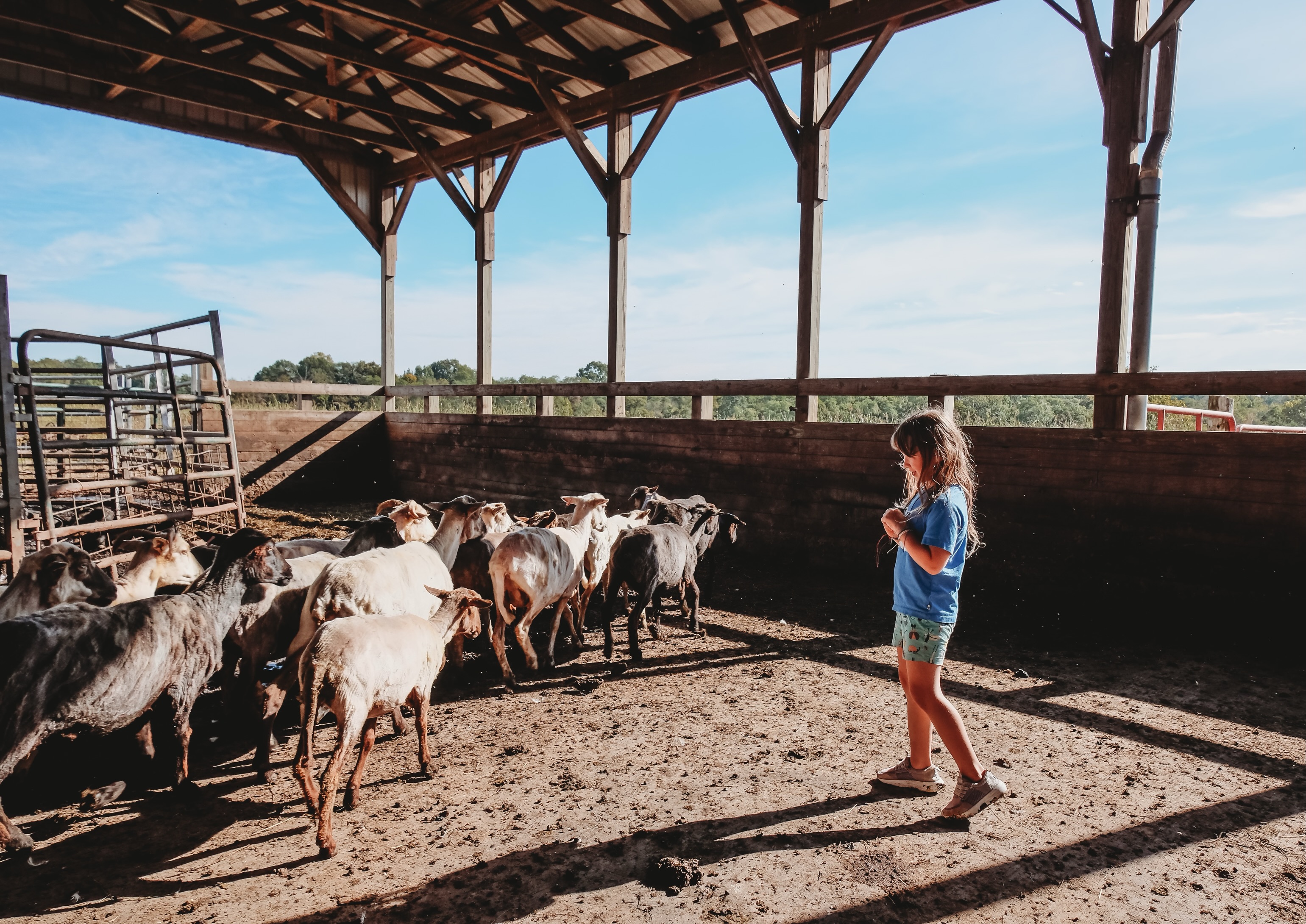 Got a little sheep care 101 at @flourishandroam today?