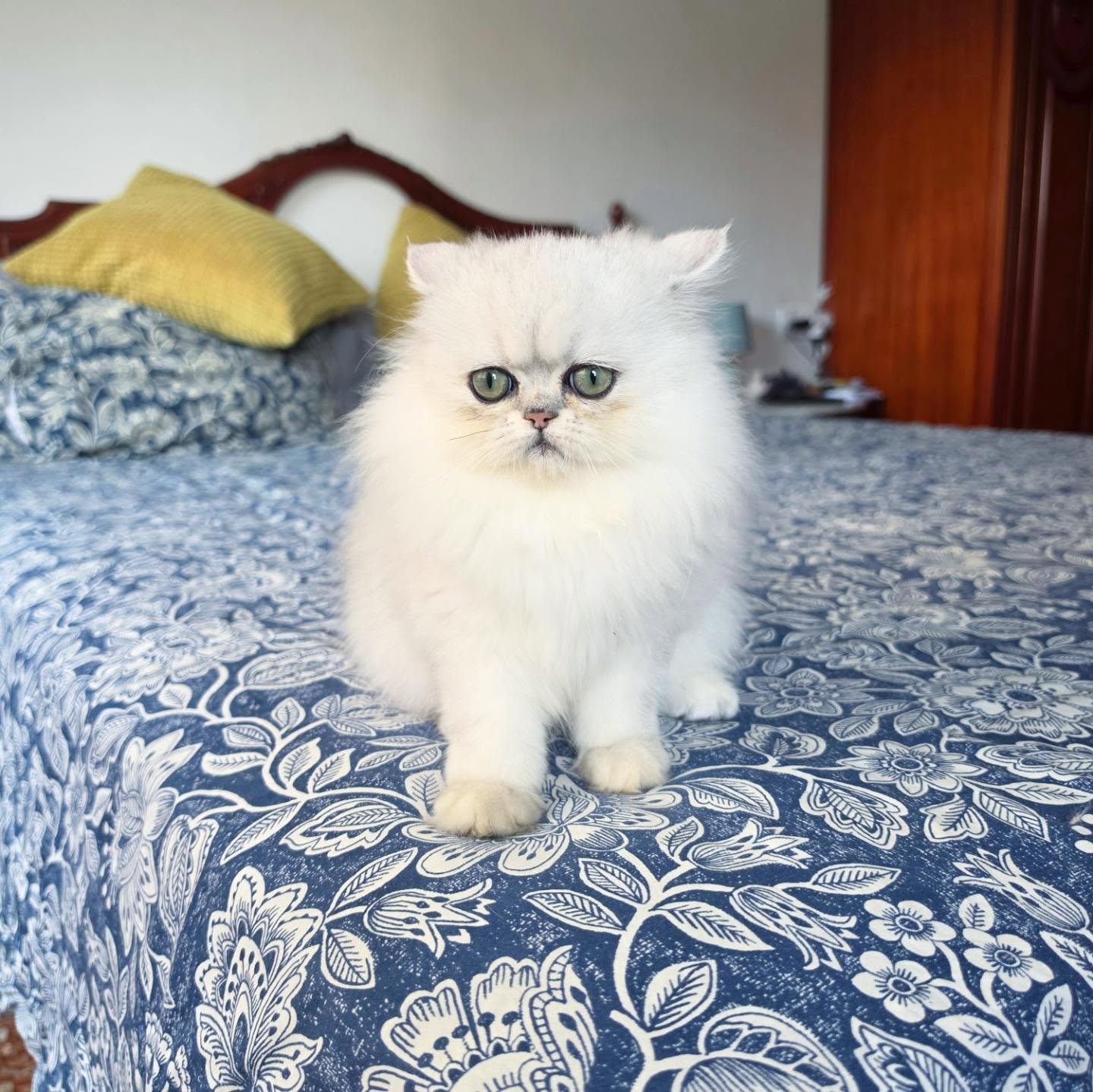 Narf Alexa
Parents
Ultamint Capone X Amy Elf Angel
Www.narfcattery.com
Www.facebook.com/narfcattery
#cats catsofinstagram #gatoexotico silvershaded narfcattery exotic exotico breeder catstagram #chinchillacat valencia greeneyes catoftheday gato