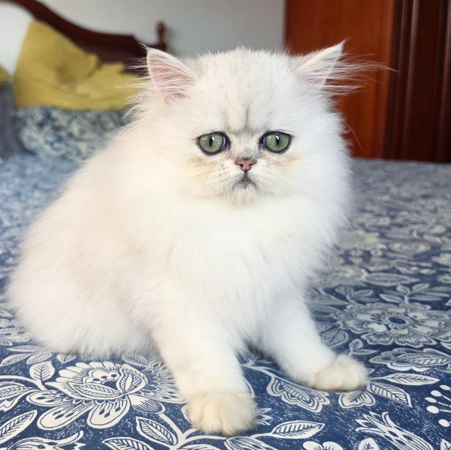Narf Alexa
Parents
Ultamint Capone X Amy Elf Angel
Www.narfcattery.com
Www.facebook.com/narfcattery
#cats catsofinstagram #gatoexotico silvershaded narfcattery exotic exotico breeder catstagram #chinchillacat valencia greeneyes catoftheday gato