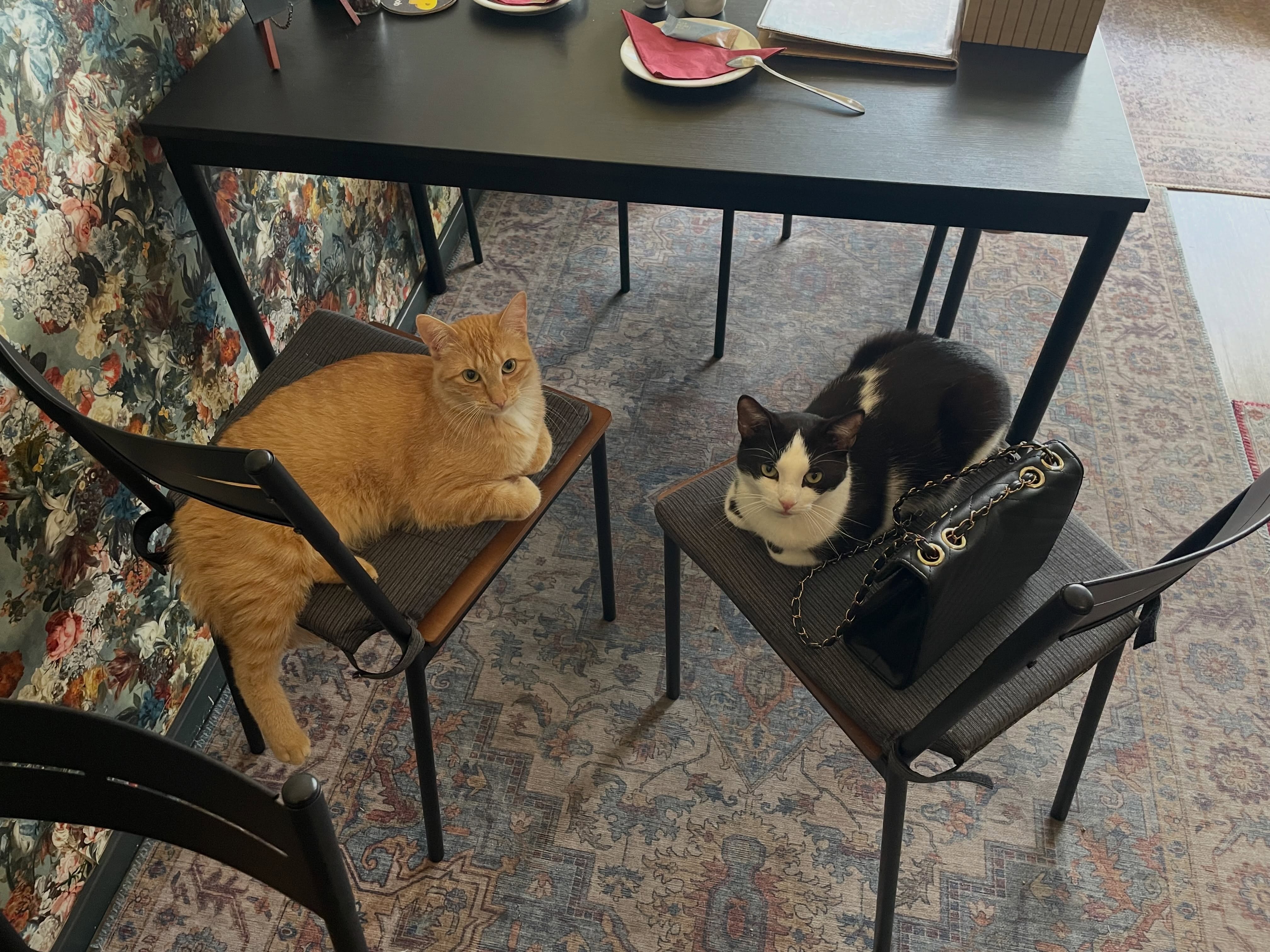 Maandag 12 oktober is het zo ver: Kattencafé de Muis bestaat alweer 3 jaar! Reden genoeg voor een feestje dus 🐱🎊
Om alvast in de stemming te komen delen we graag wat leuke kiekjes van de afgelopen jaren met jullie.
Kom gezellig langs om deze mijlpaal te vieren! 🐈